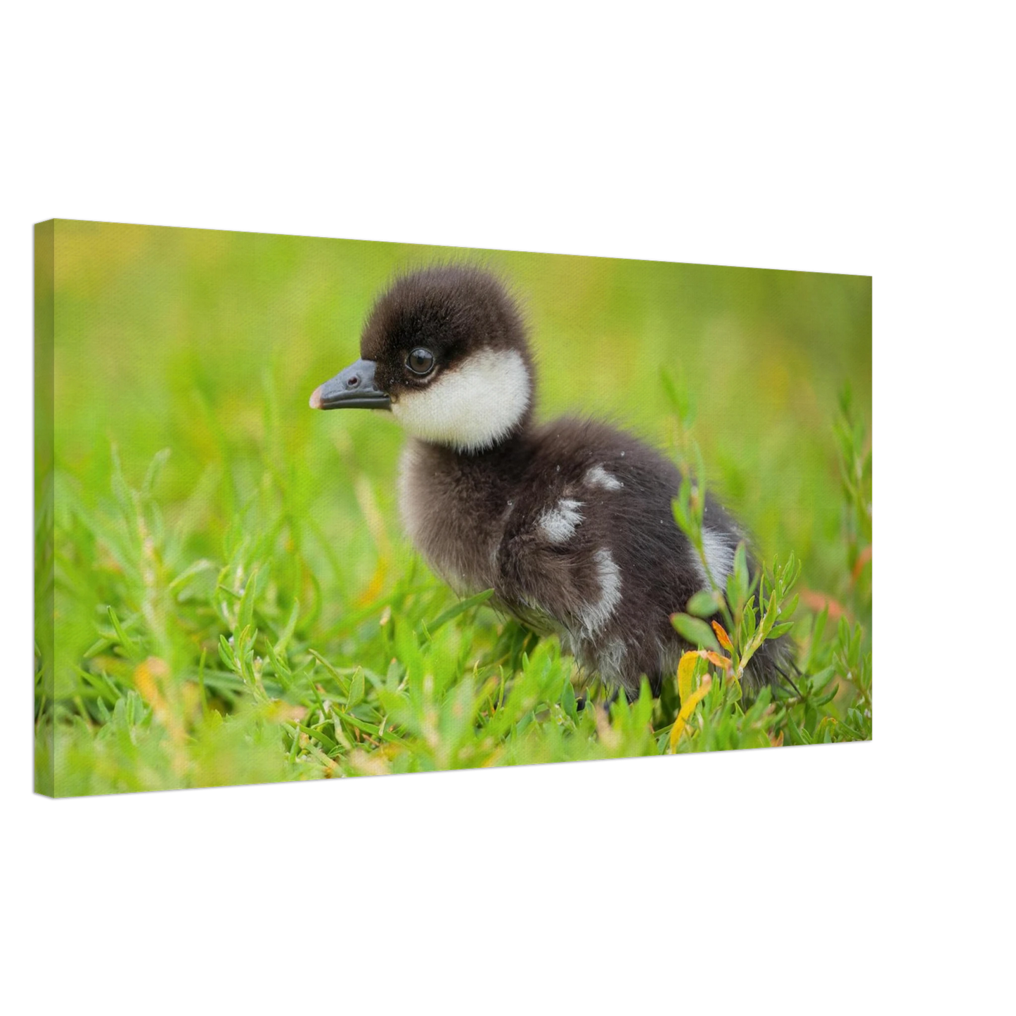 Wandbild bezauberndes entenkueken suesse tiermotive fuer kinderzimmer naturfreunde in vielen groessen