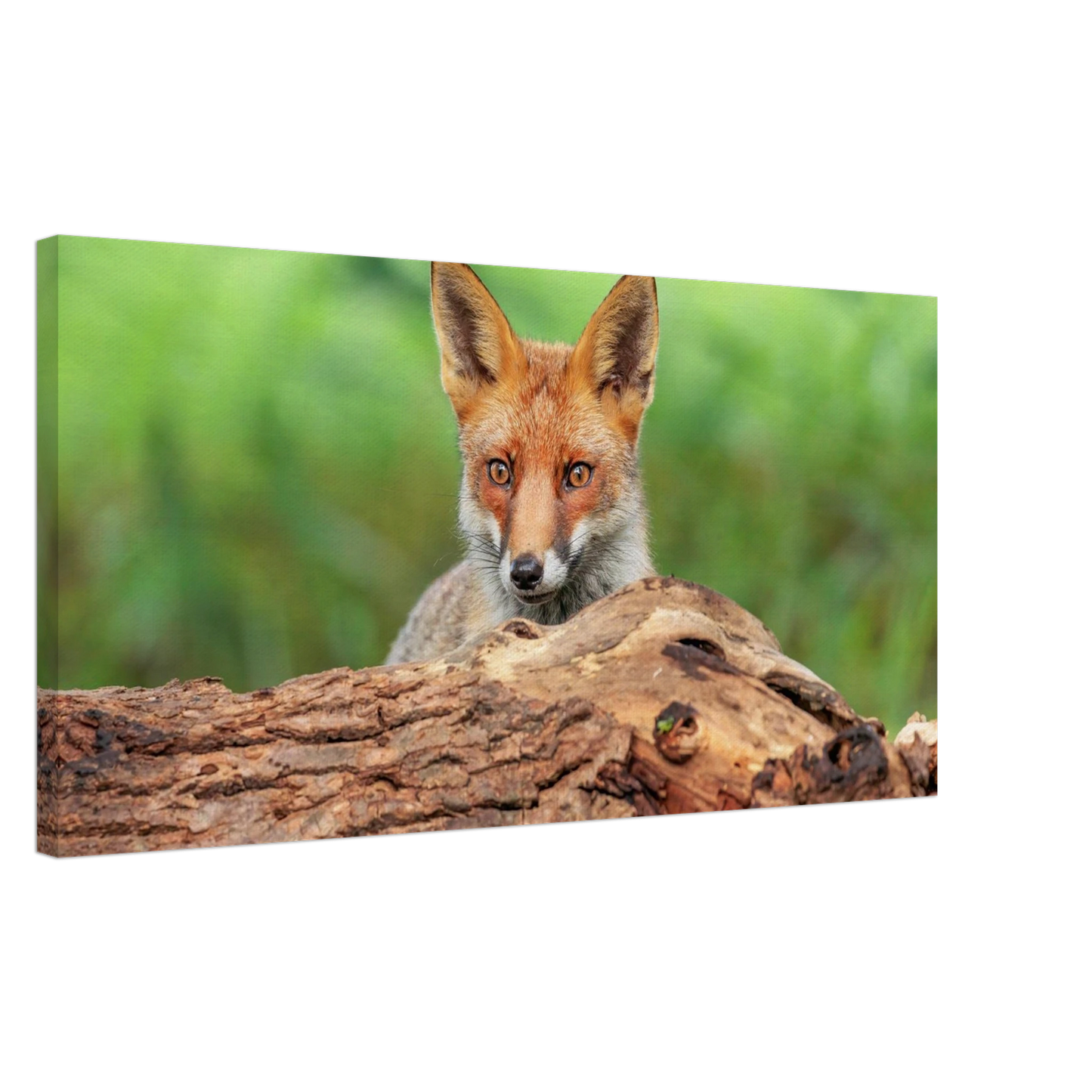 Wandbild fuchs im versteck einzigartige naturkunst fuer ihr zuhause