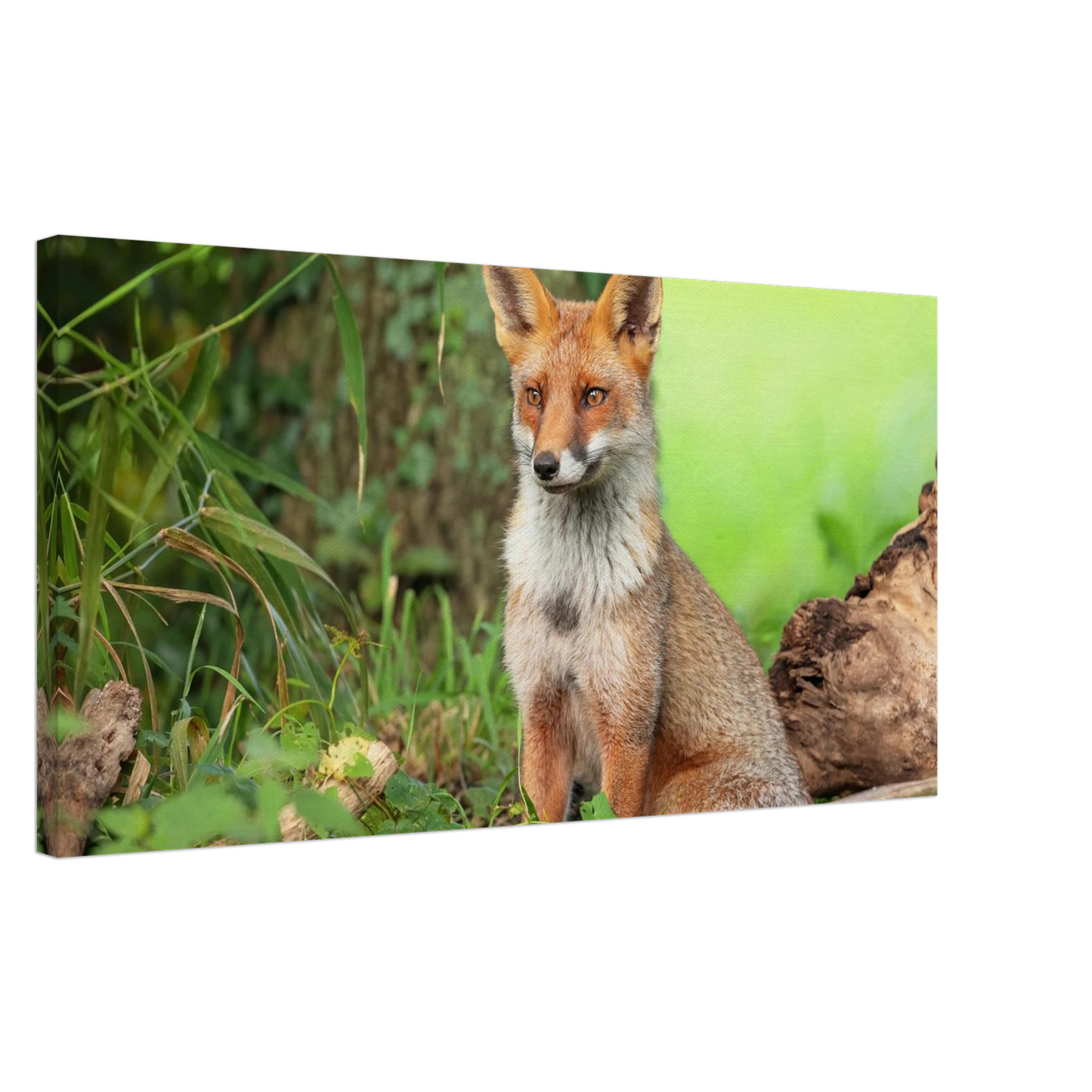Wandbild majestaetischer rotfuchs ein augenblick der ruhe in der natur erhaeltlich in zahlreichen groessen