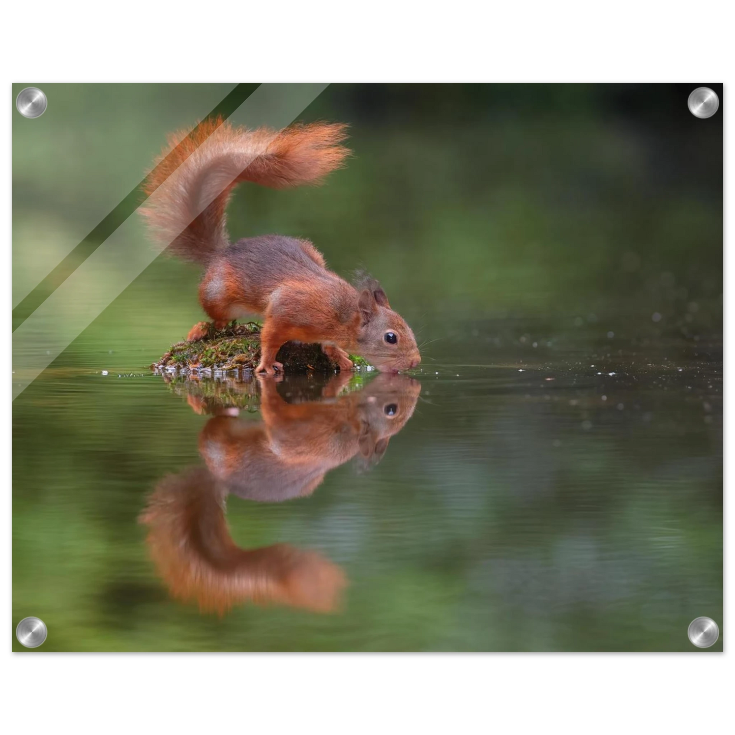 Wandbild durstiges eichhoernchen eine ruhige reflexion in der natur erhaeltlich in vielen groessen