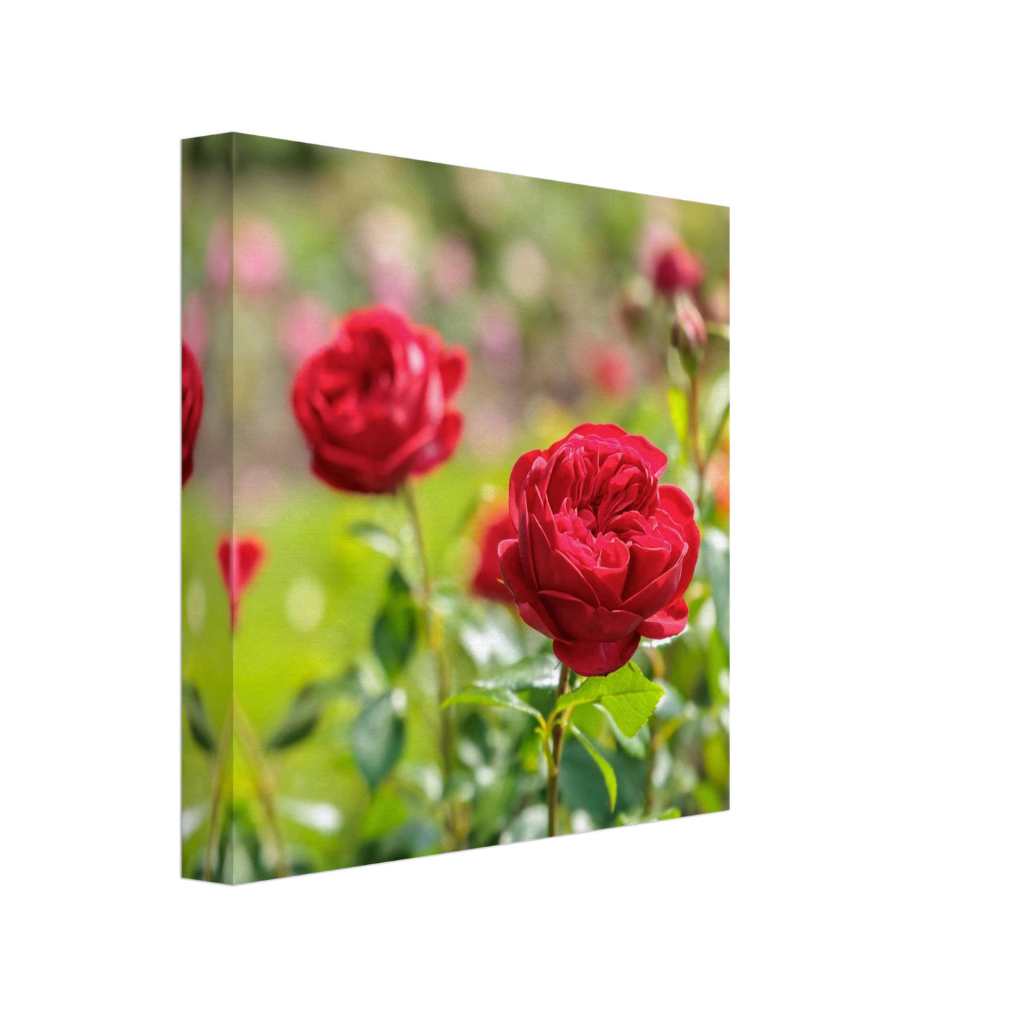 Wandbild rote rosen lebendige bluetenpracht fuer ihr zuhause in ihrer wunschgroesse
