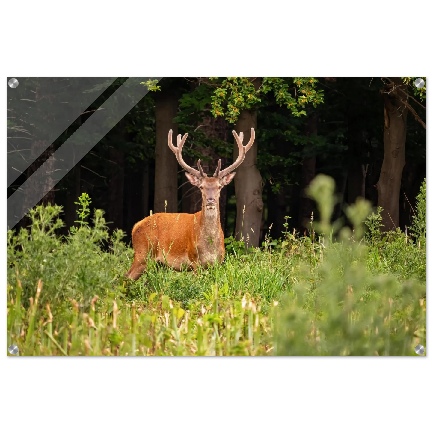 Wandbild majestaetischer hirsch im wald ein wildnis statement fuer ihr zuhause in verschiedenen groessen