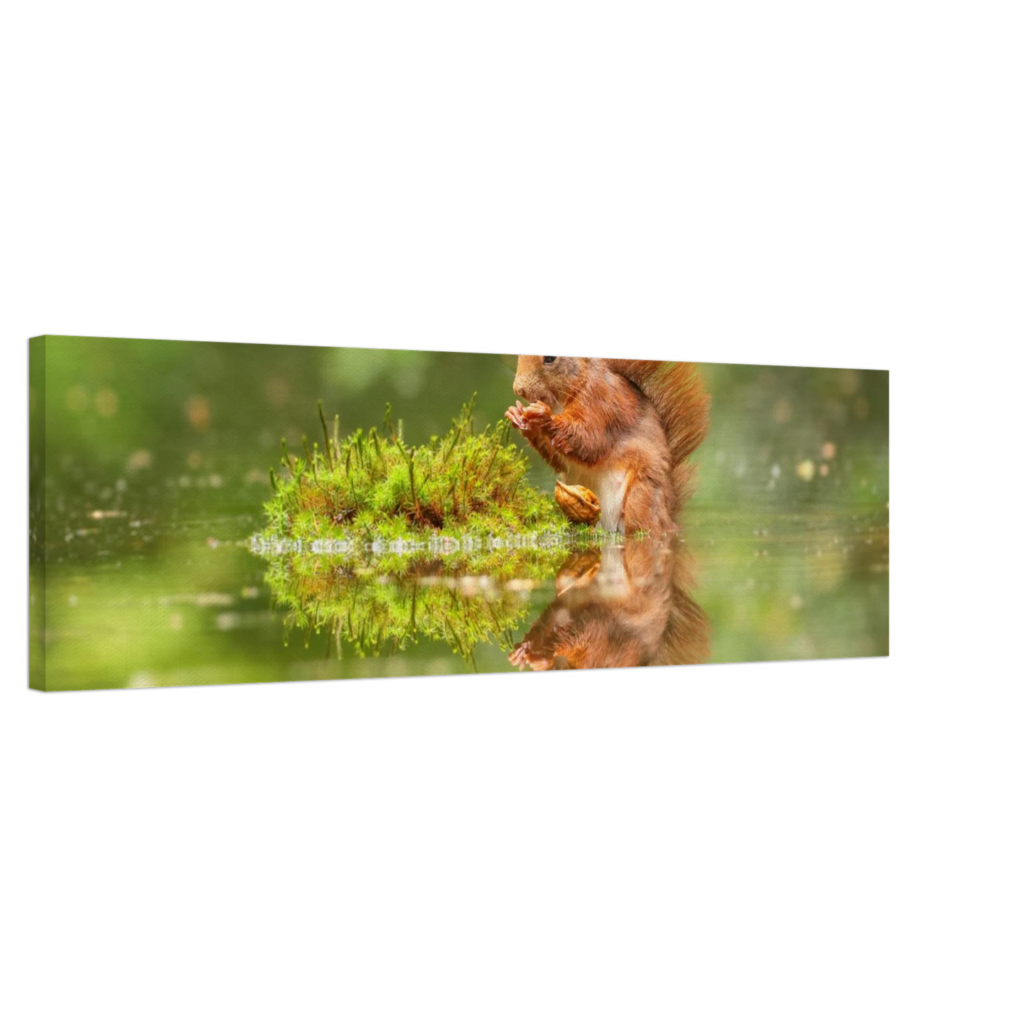 Wandbild bezauberndes eichhoernchen mit nuss ein spiegelbild der natur