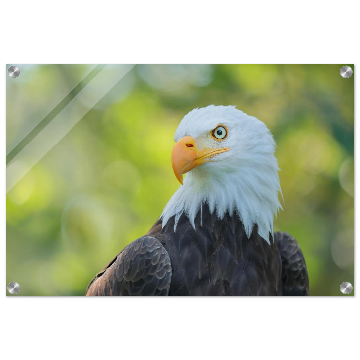 Wandbild majestaetischer weisskopfseeadler eine ode an die freiheit in ihrer wunschgroesse