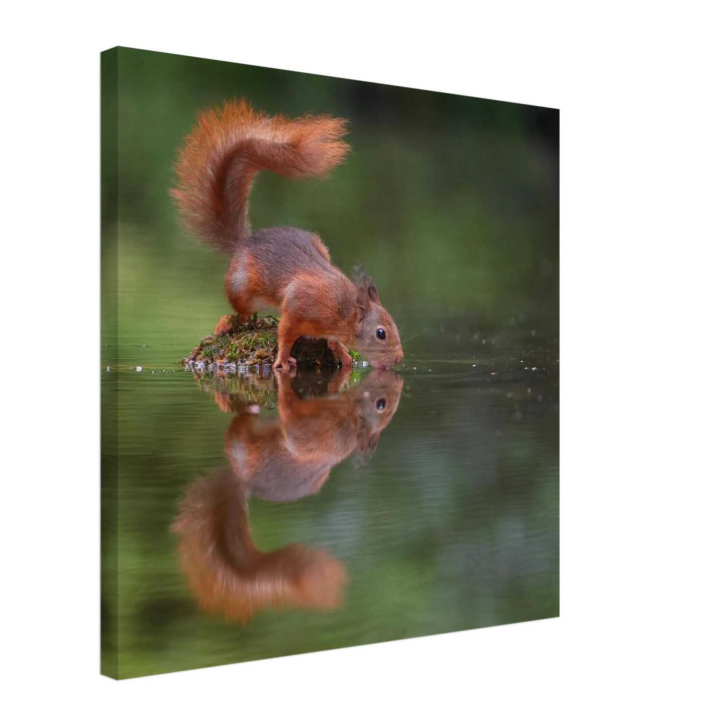 Wandbild durstiges eichhoernchen eine ruhige reflexion in der natur erhaeltlich in vielen groessen