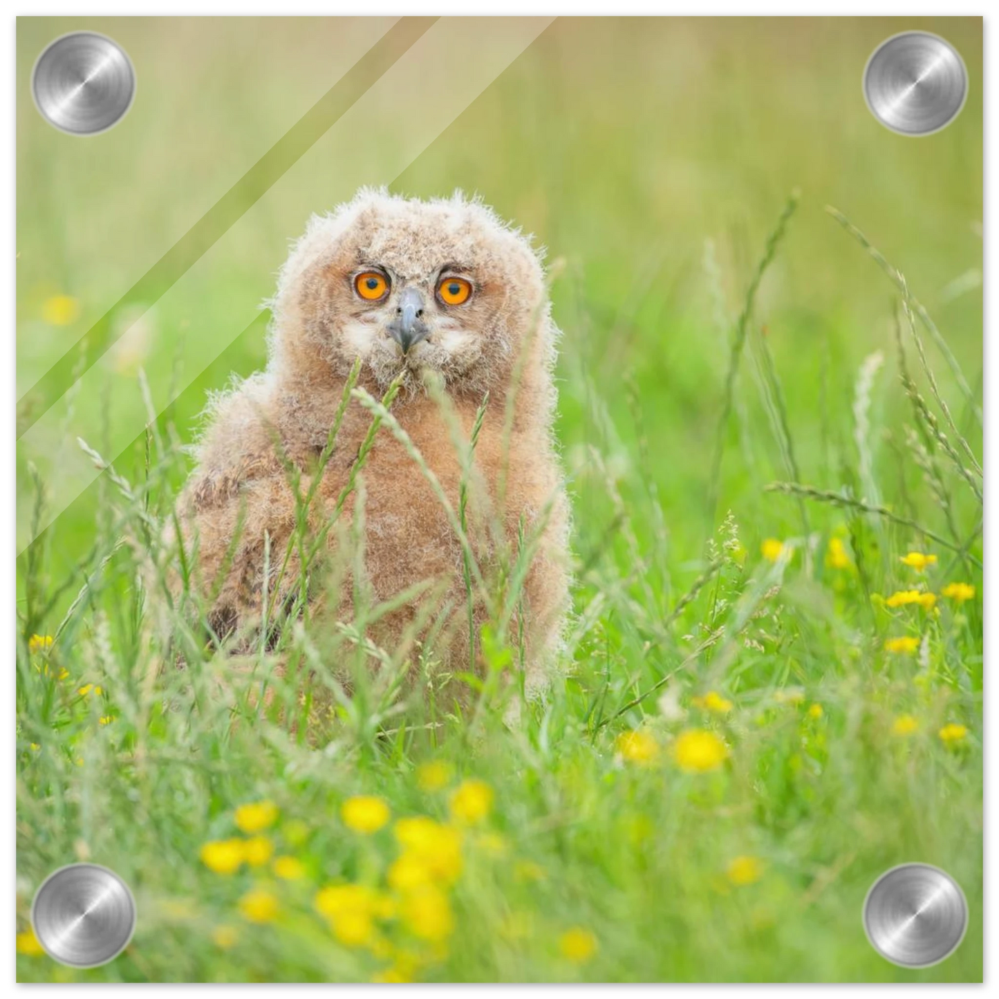 Wandbild junges eulenkueken im gras ein bezaubernder anblick fuer ihr zuhause in vielen groessen