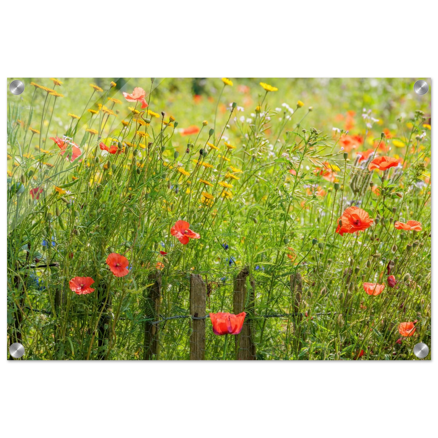 Wandbild wildblumen feld rot gelb sonnige mohnblumen wiese als kunstdruck