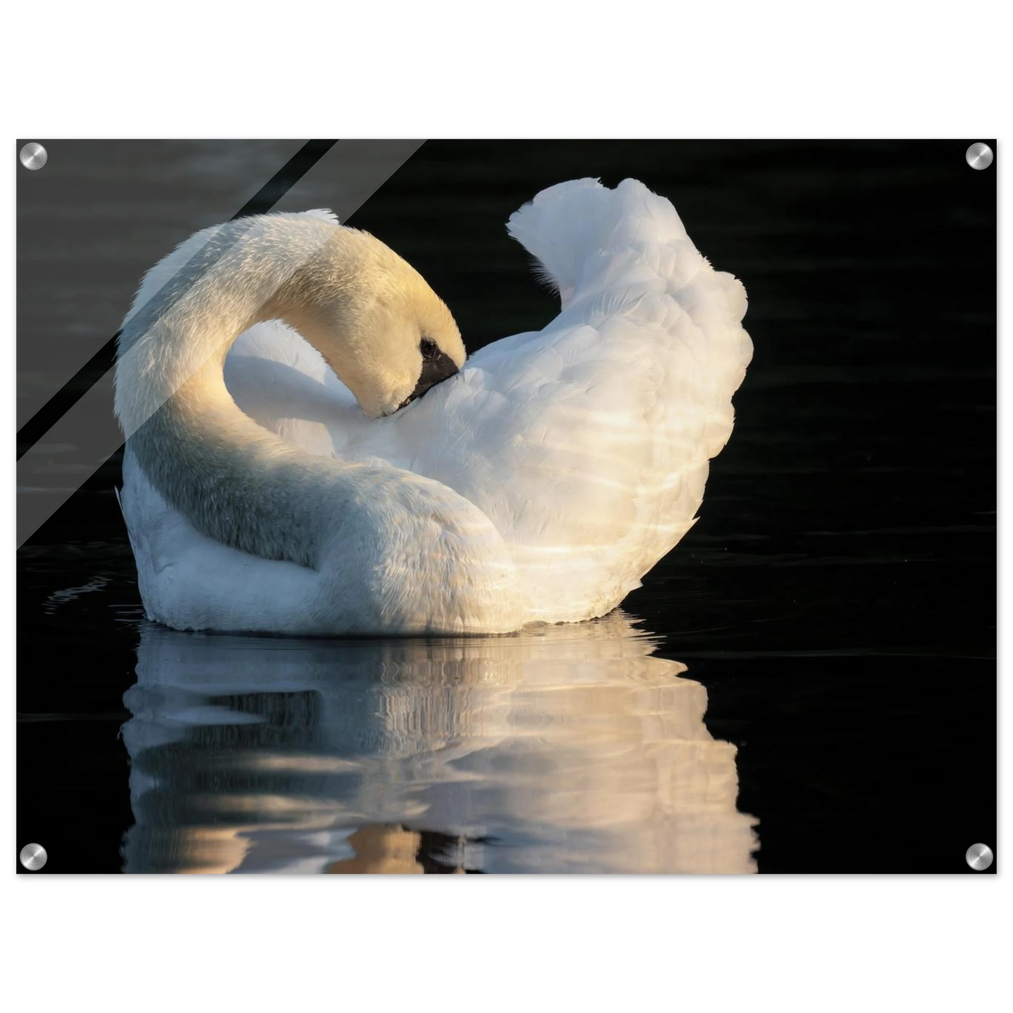 Wandbild schwan bei sonnenuntergang elegante wandkunst fuer ihr zuhause