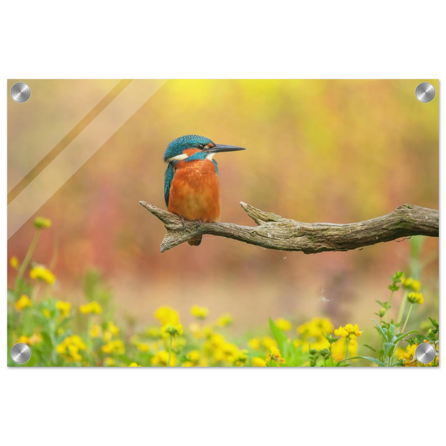 Wandbild eisvogel lebendige naturkunst fuer ihr zuhause in ihrer wunschgroesse