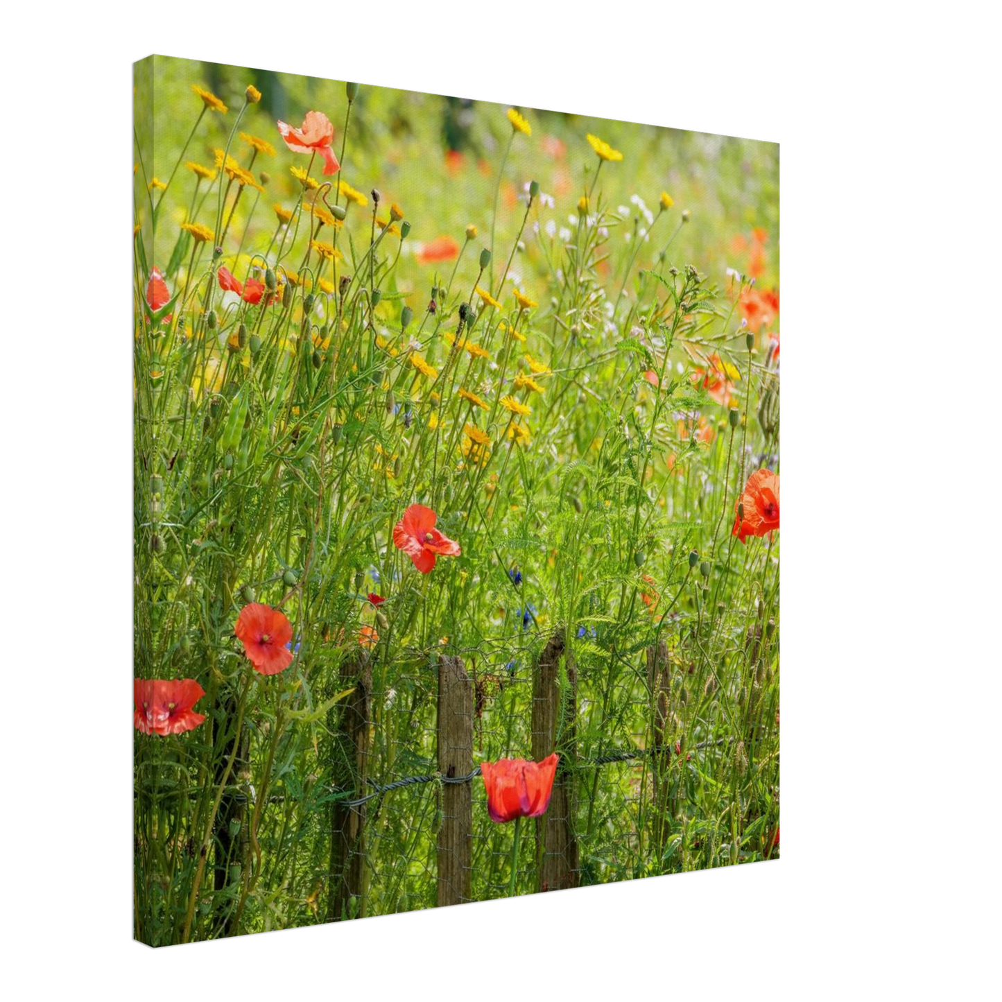 Wandbild wildblumen feld rot gelb sonnige mohnblumen wiese als kunstdruck