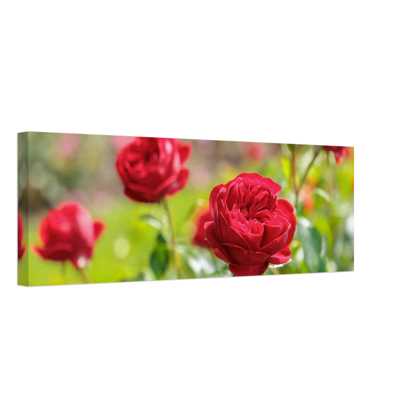 Wandbild rote rosen lebendige bluetenpracht fuer ihr zuhause in ihrer wunschgroesse