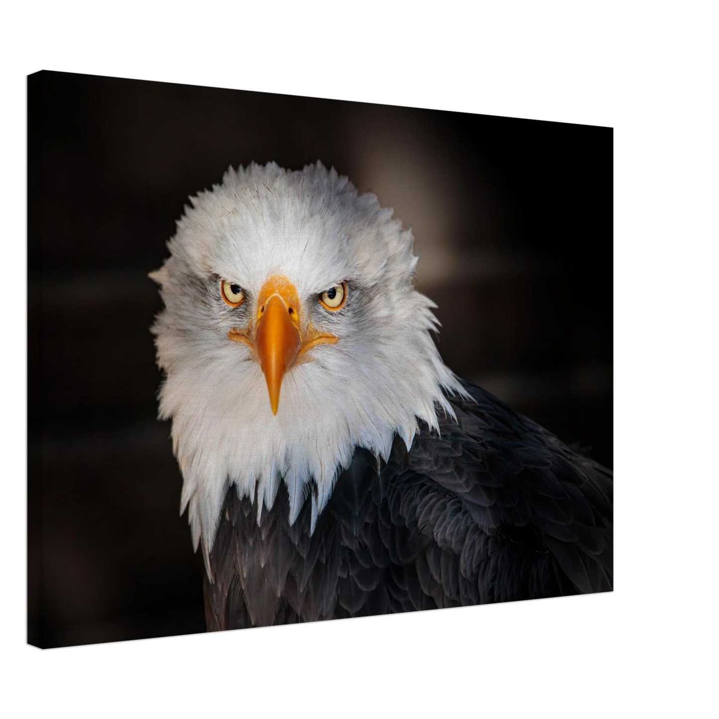 Wandbild majestaetischer adler ausdrucksstarke tierfotografie fuer ihr zuhause in vielen groessen erhaeltlich