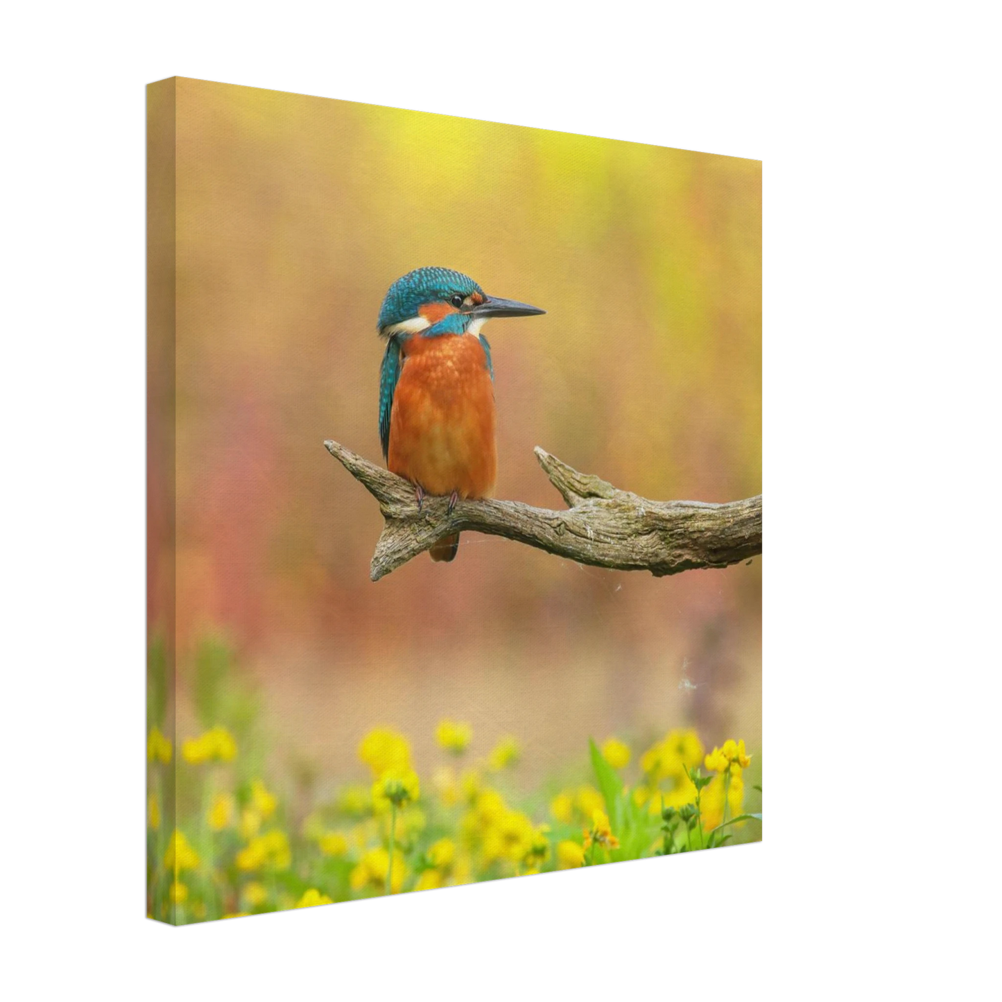 Wandbild eisvogel lebendige naturkunst fuer ihr zuhause in ihrer wunschgroesse