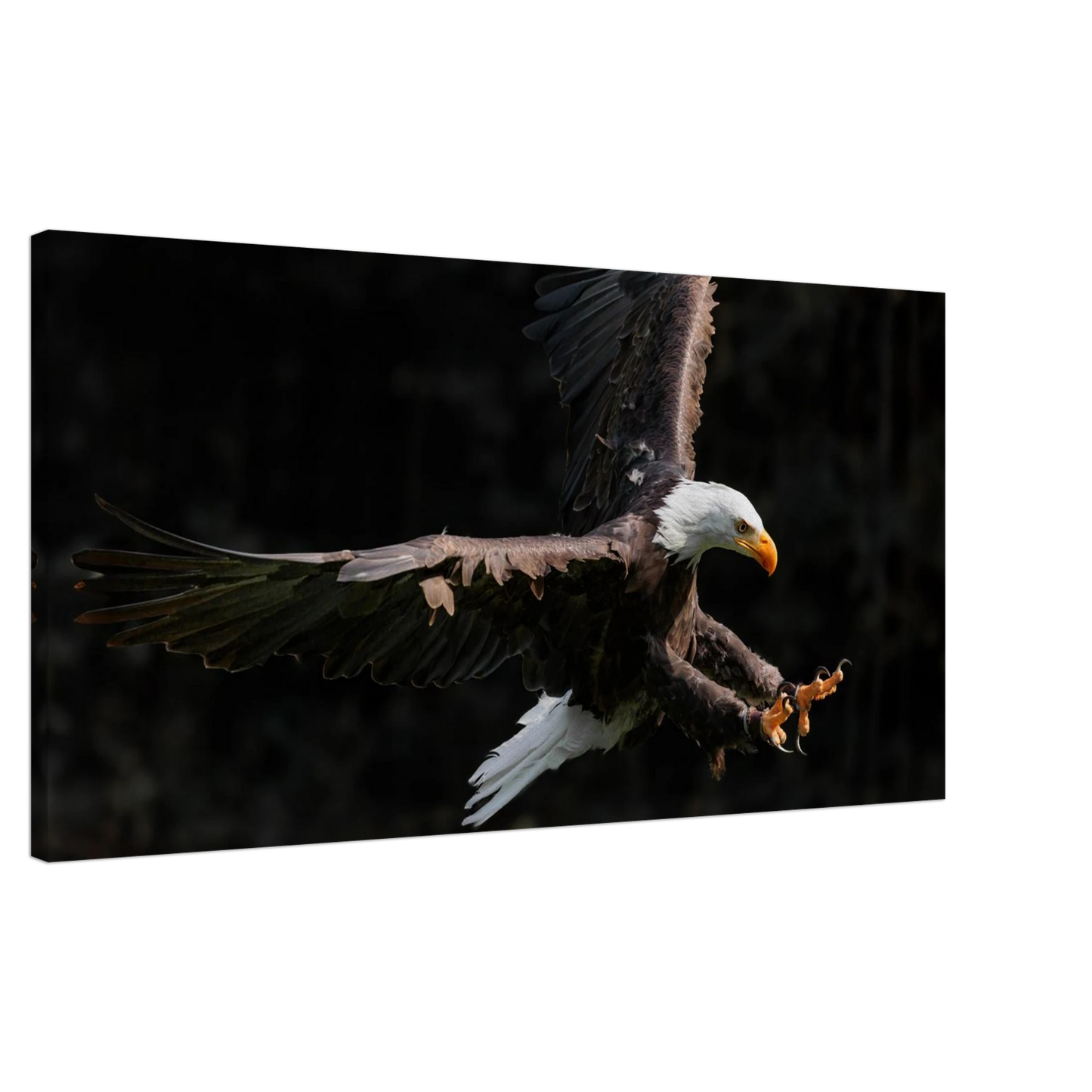 Wandbild majestaetischer weisskopfseeadler im flug freiheit staerke in ihrer wunschgroesse