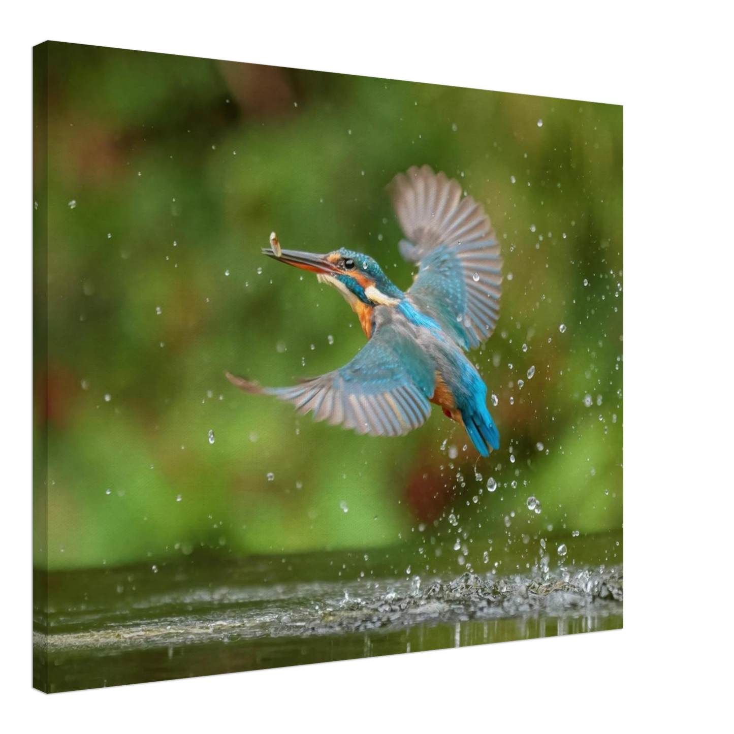 Wandbild eisvogel lebendige tierfotografie mit lebhaften blautoenen