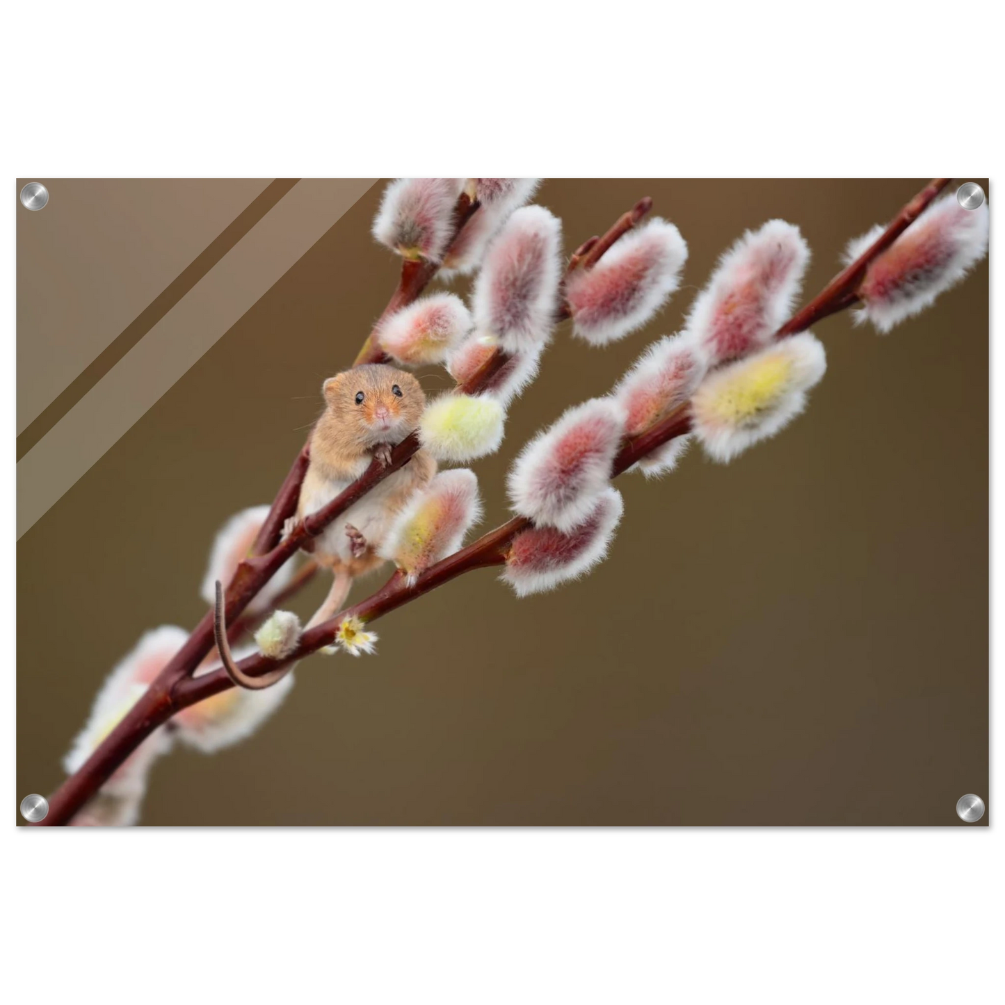Wandbild niedliche erntemaus an flauschigen weidenkaetzchen ein zauberhafter naturmoment fuer ihre waende