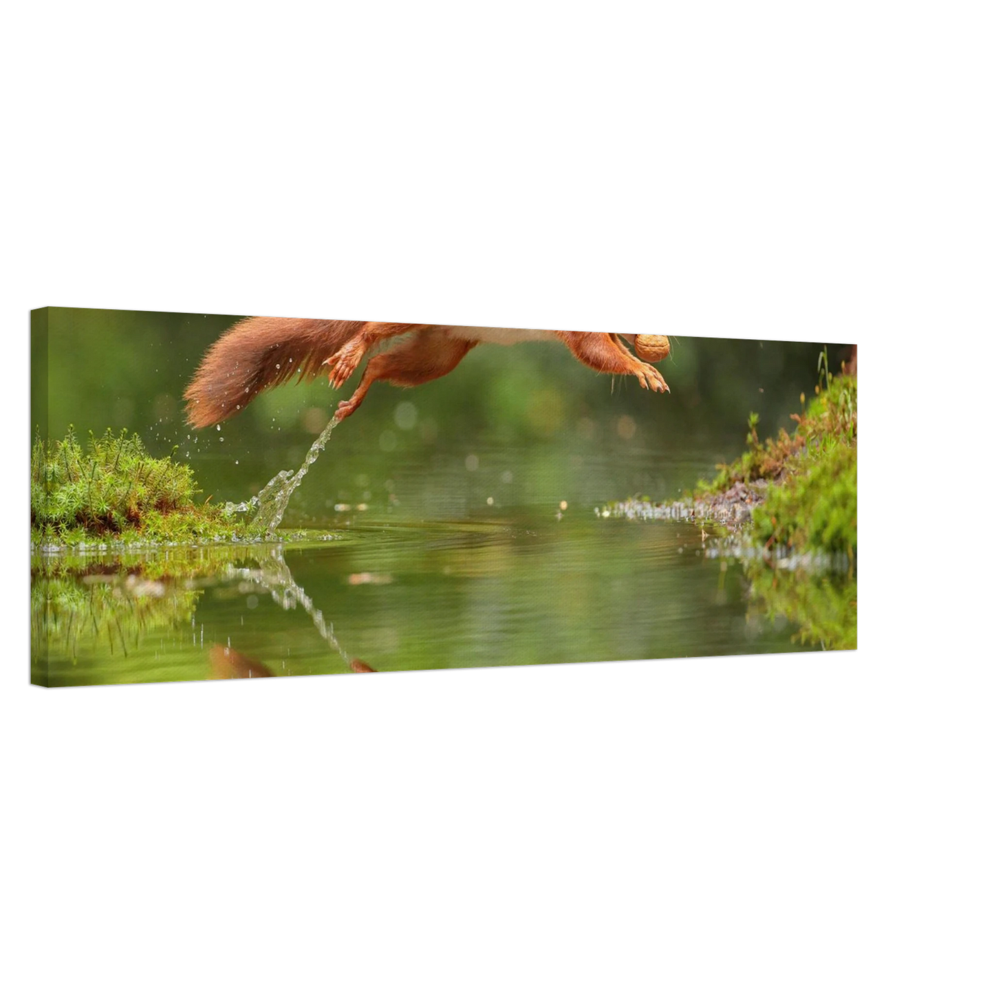 Wandbild Wandkunst eichhoernchens freudensprung dynamische naturkunst fuer ihr zuhause erhaeltlich in mehreren groessen