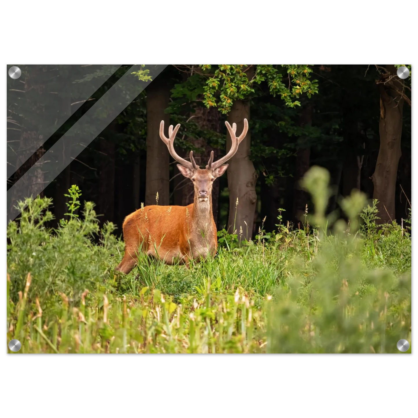 Wandbild majestaetischer hirsch im wald ein wildnis statement fuer ihr zuhause in verschiedenen groessen