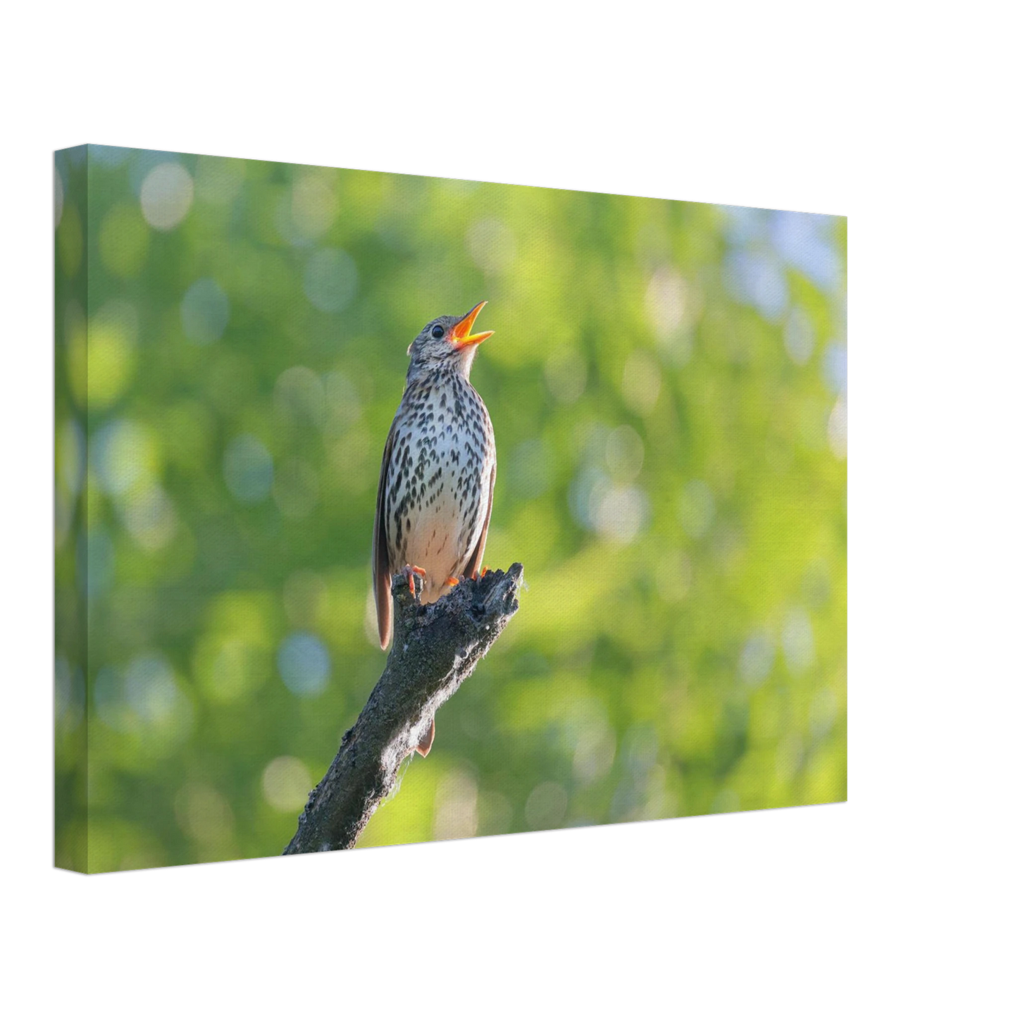 Wandbild bezaubernder singvogel in gruen ein naturportraet fuer ihr zuhause in vielen groessen