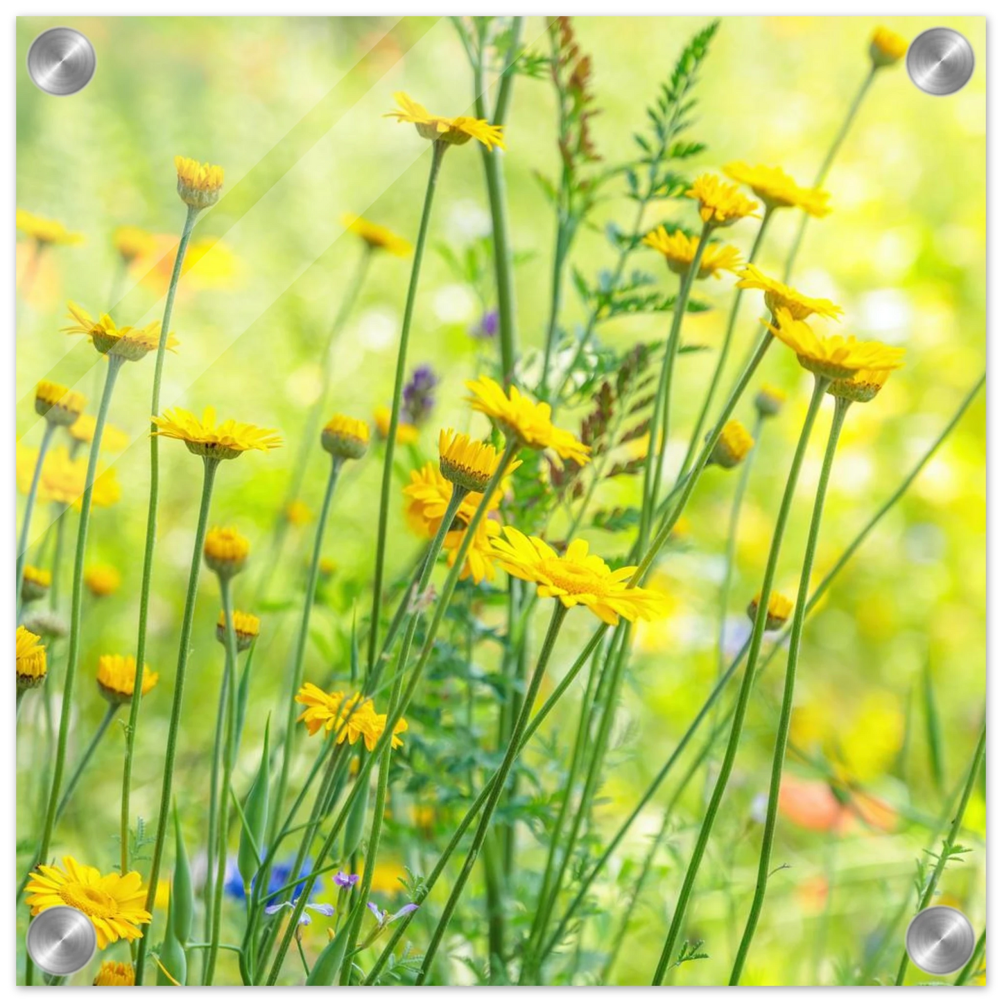 Wandbild sunshine meadow lebendiger blumen druck in verschiedenen groessen