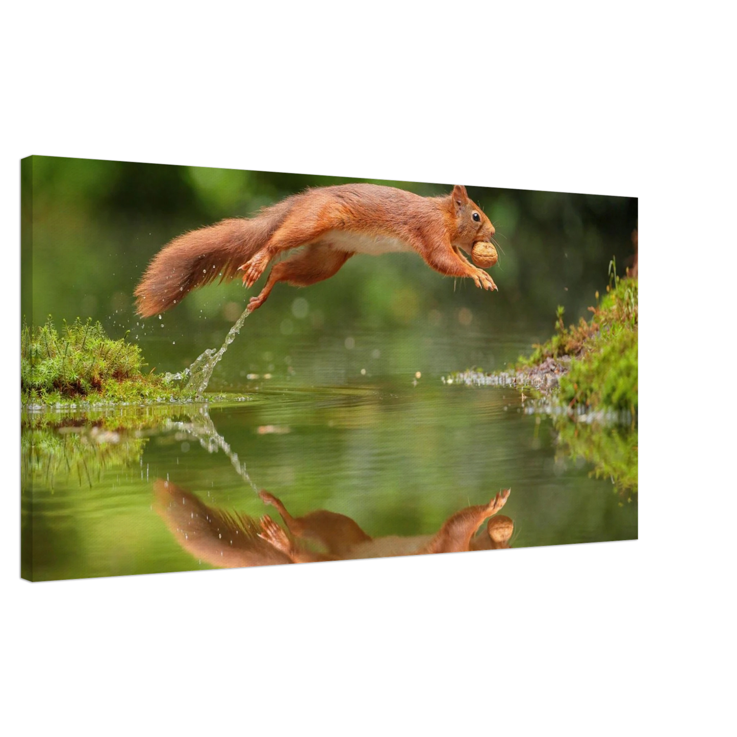Wandbild Wandkunst eichhoernchens freudensprung dynamische naturkunst fuer ihr zuhause erhaeltlich in mehreren groessen