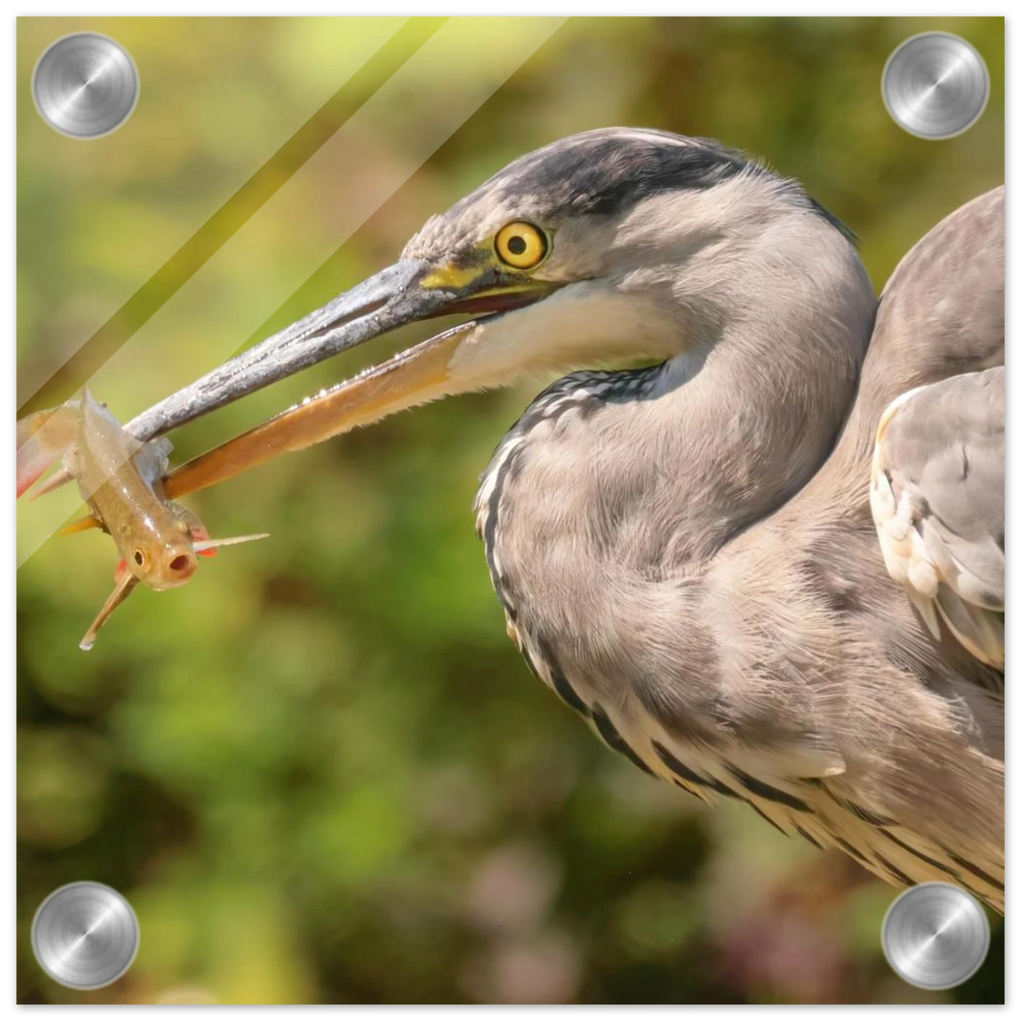 Wandbild graureiher mit fisch ein faszinierender moment in der natur verfuegbar in ihrer wunschgroesse