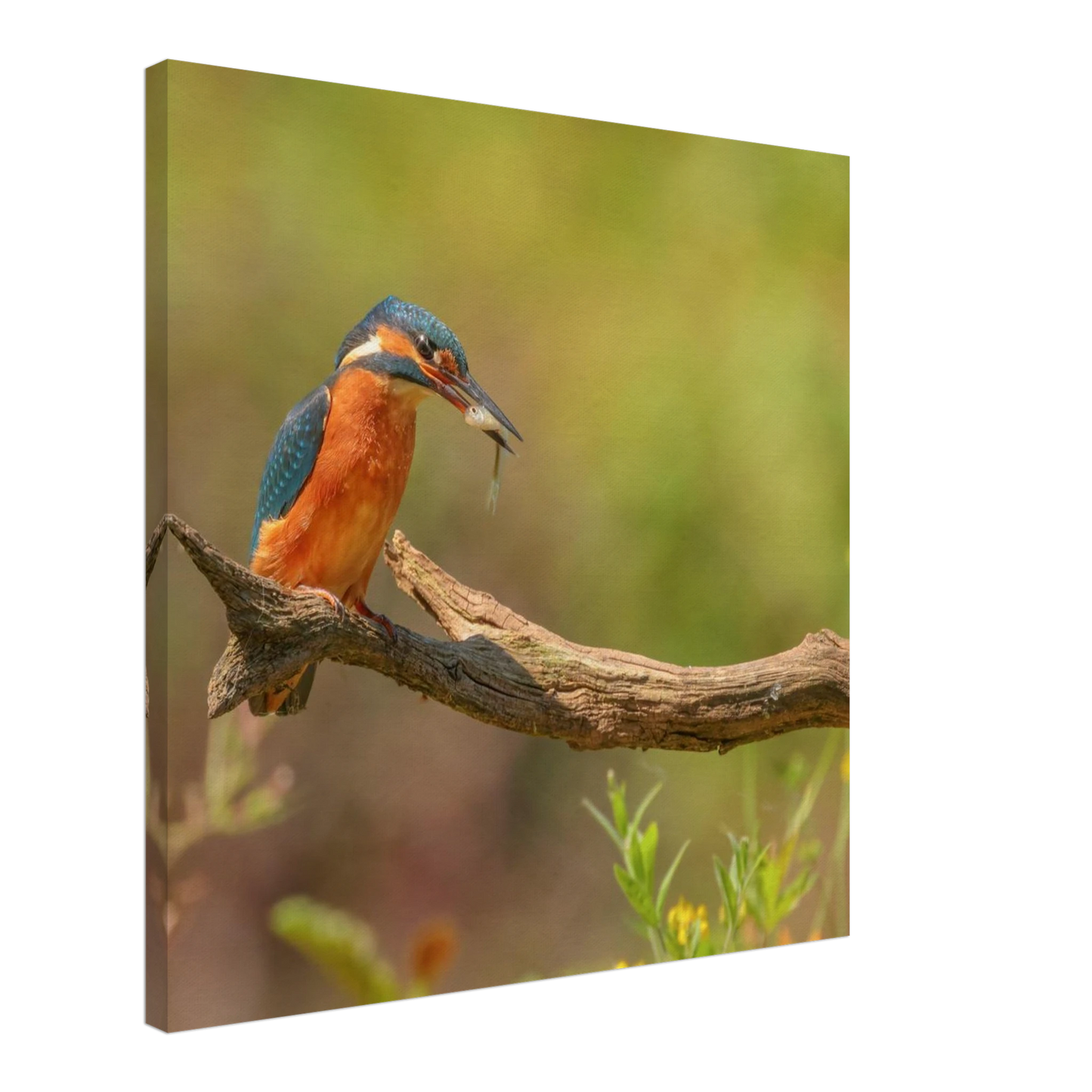 Wandbild eisvogel farbpracht leuchtende naturkunst fuer ihr zuhause in vielen groessen