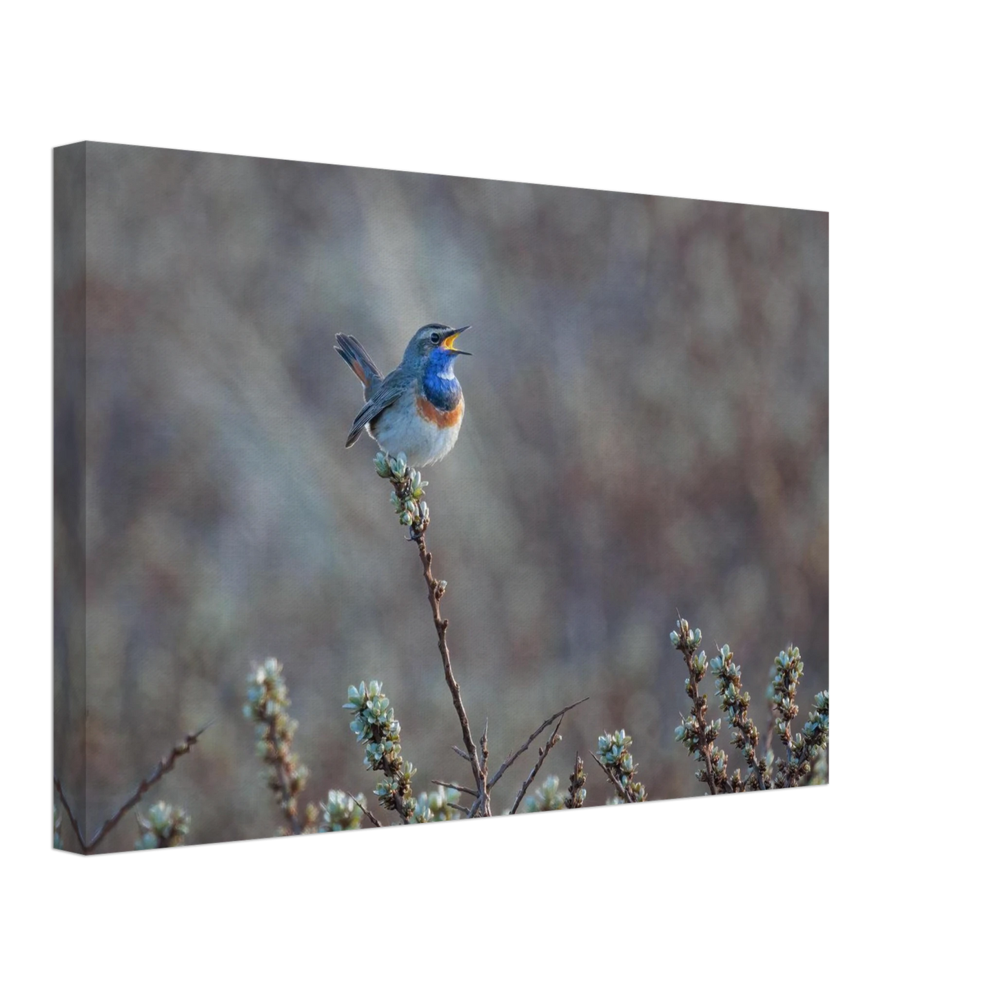 Wandbild blaukohlkehlchen im gesang naturkunst in lebendigen farben in ihrer wunschgroesse