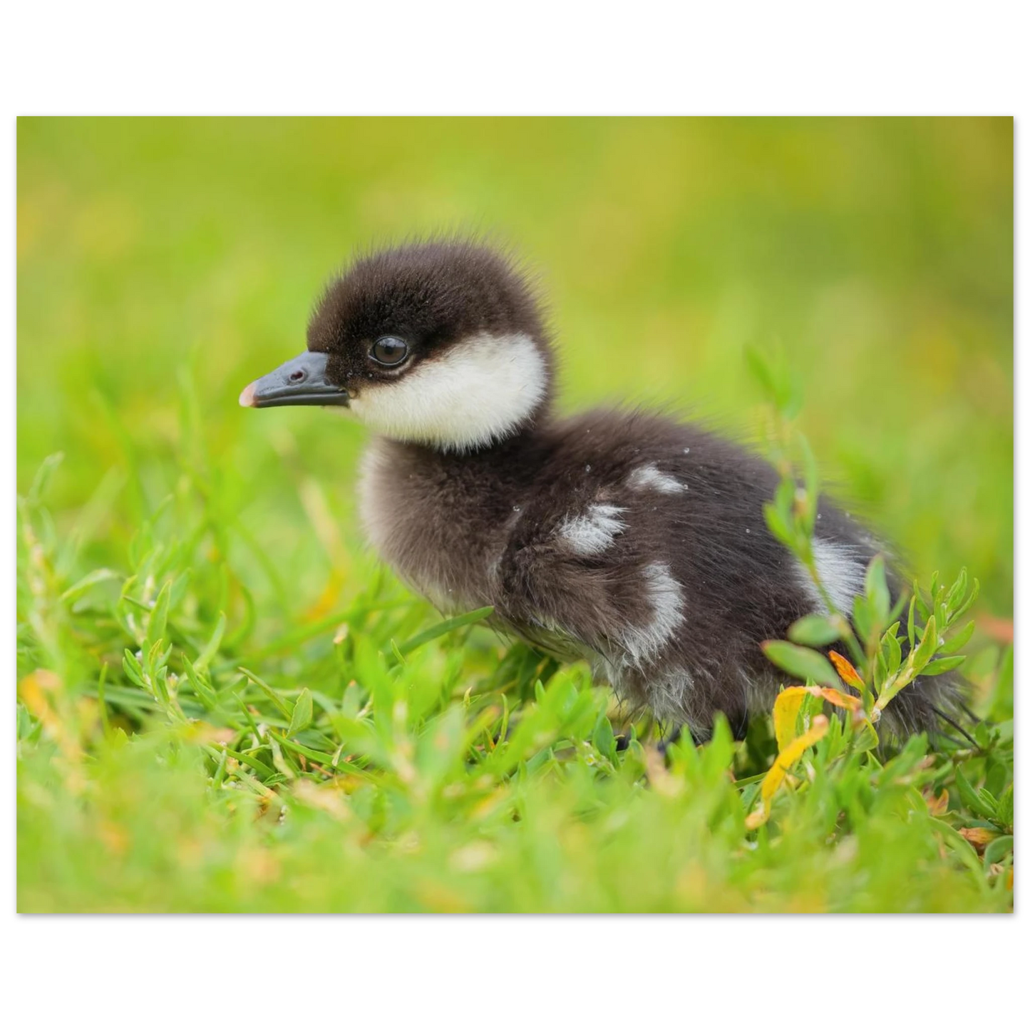 Wandbild bezauberndes entenkueken suesse tiermotive fuer kinderzimmer naturfreunde in vielen groessen