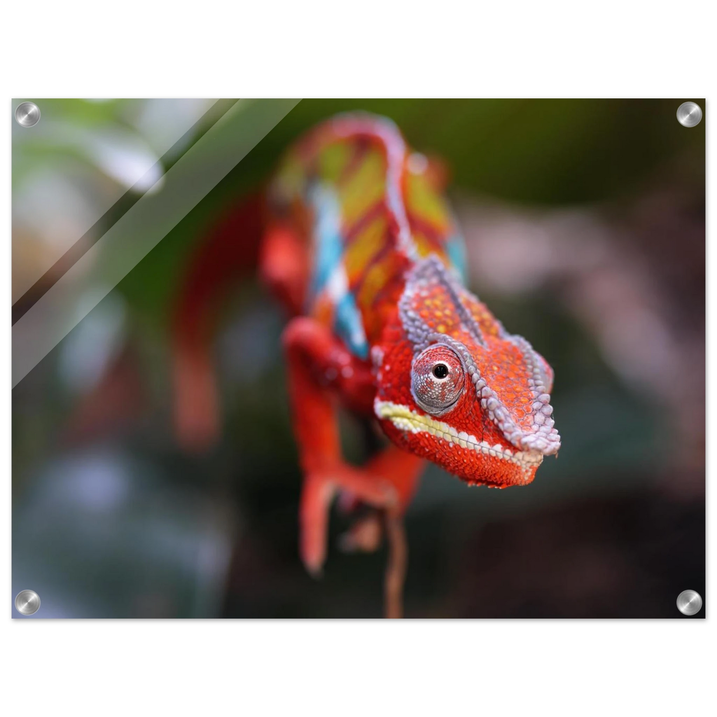 Wandbild faszinierendes chamaeleon portraet lebendige tierkunst fuer ihr zuhause in ihrer wunschgroesse