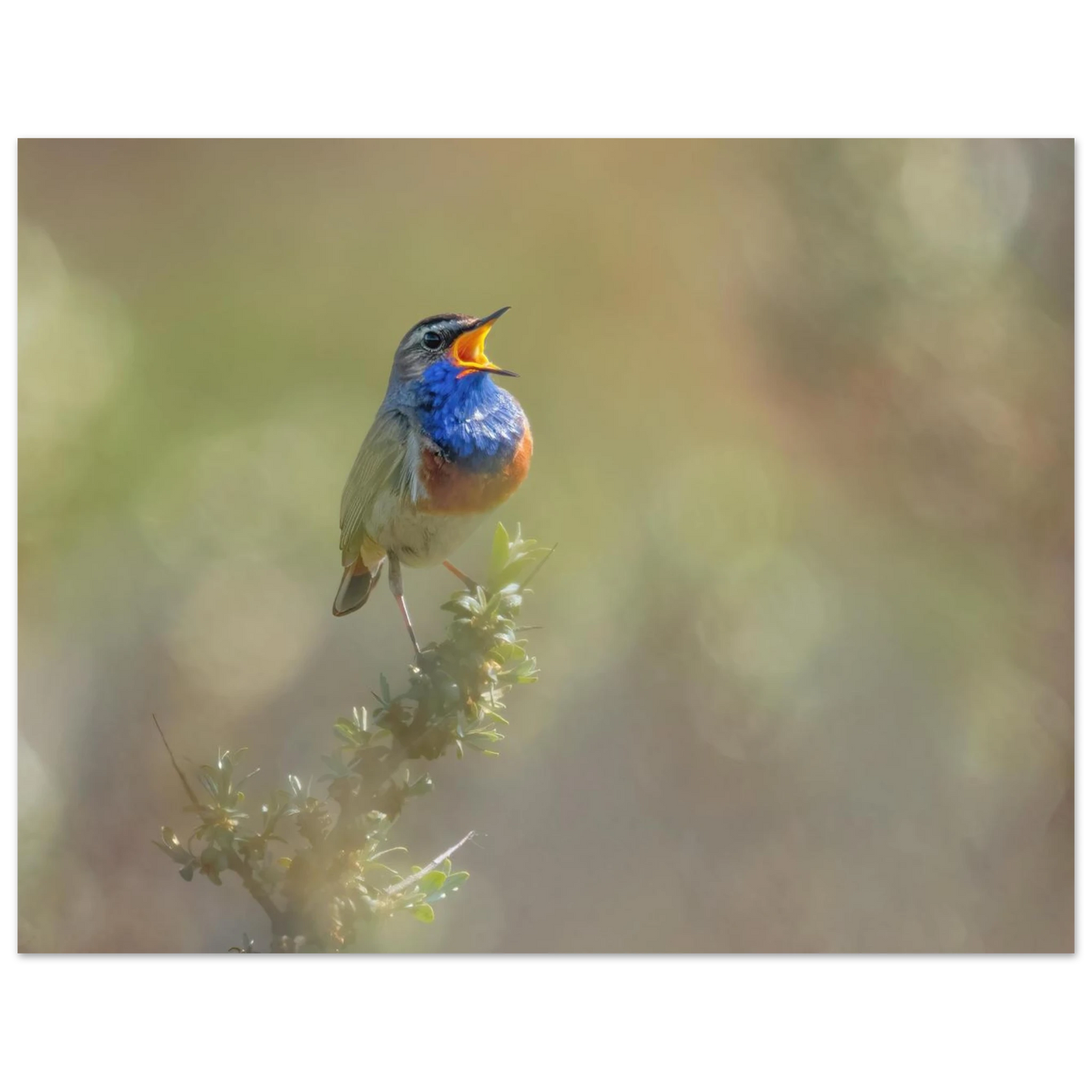 Wandbild singvogel in blautoenen lebendige vogelkunst fuer ihr zuhause in ihrer wunschgroesse