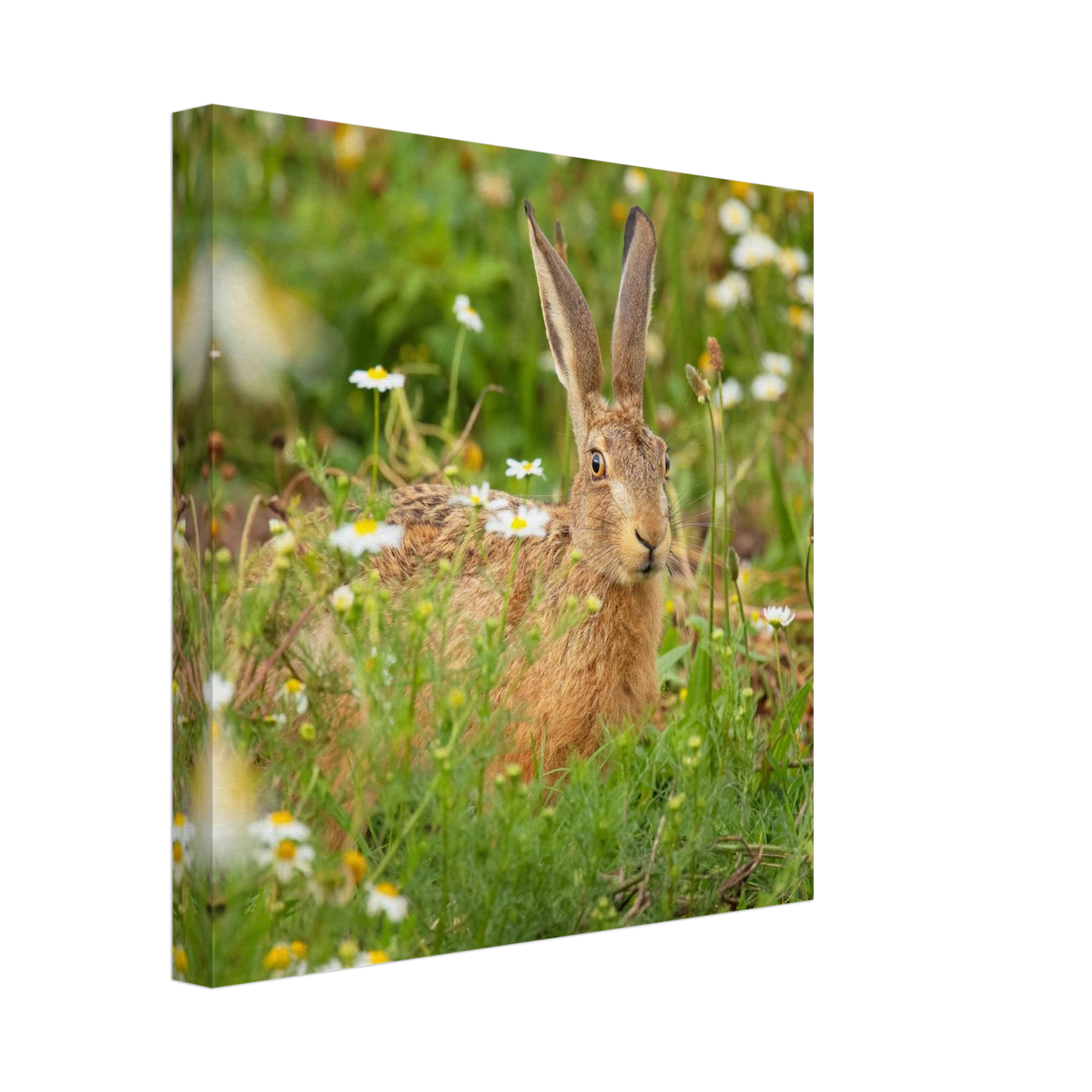 Wandbild feldhase im blumenfeld beruhigende natur tier kunst in vielen groessen