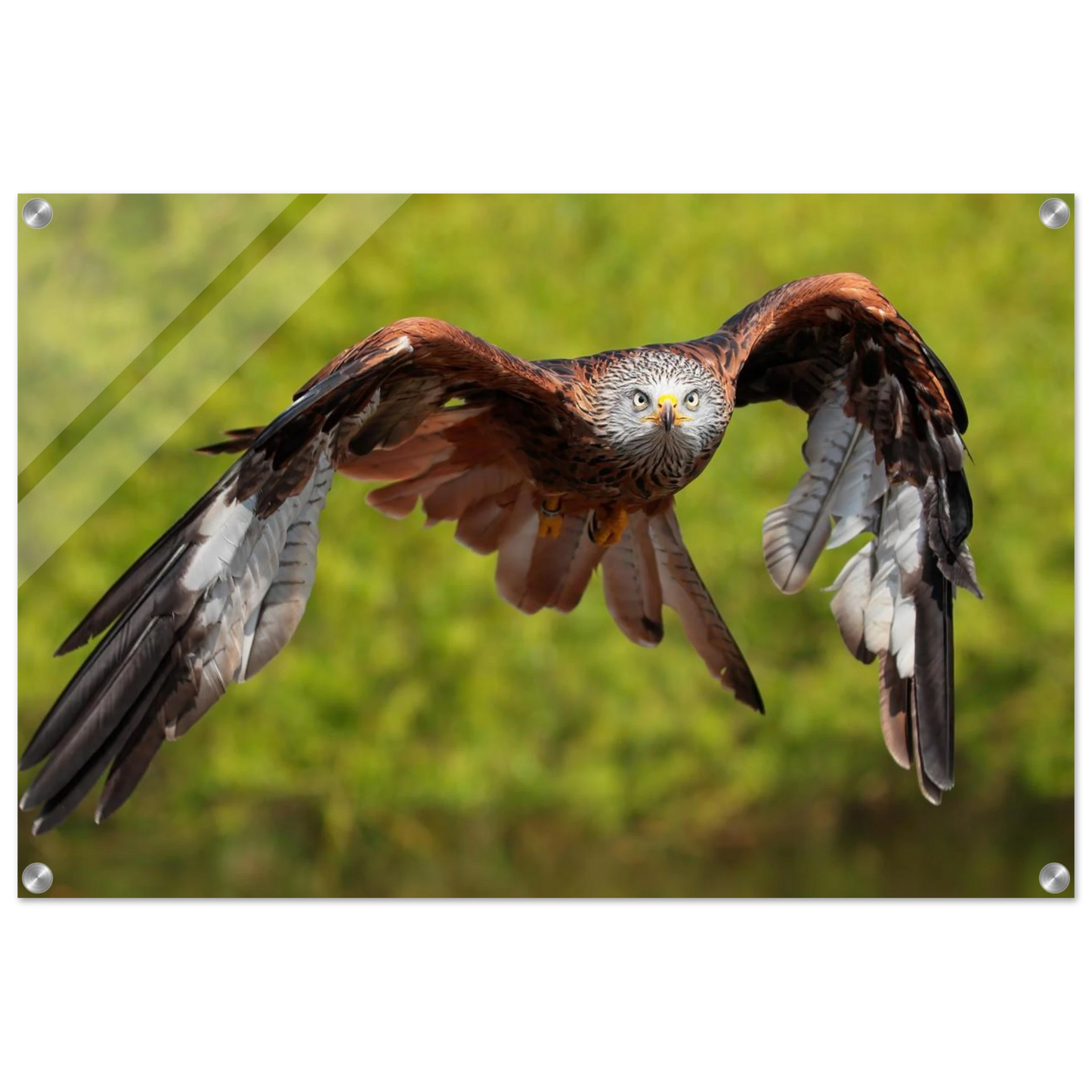 Wandbild majestaetischer rotmilan im flug atemberaubende tierfotografie fuer ihr zuhause erhaeltlich in zahlreichen groessen