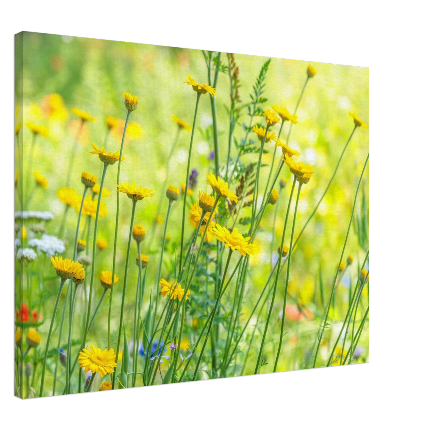 Wandbild sunshine meadow lebendiger blumen druck in verschiedenen groessen