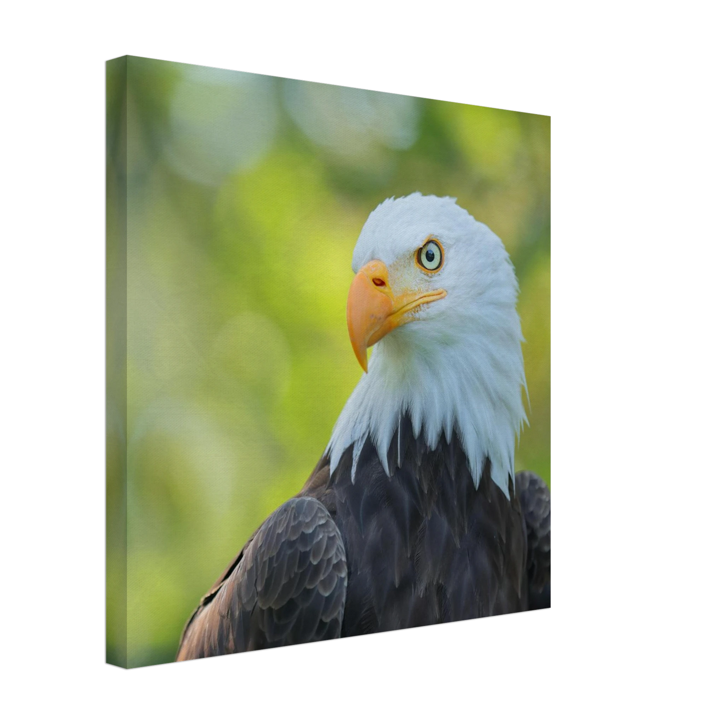 Wandbild majestaetischer weisskopfseeadler eine ode an die freiheit in ihrer wunschgroesse