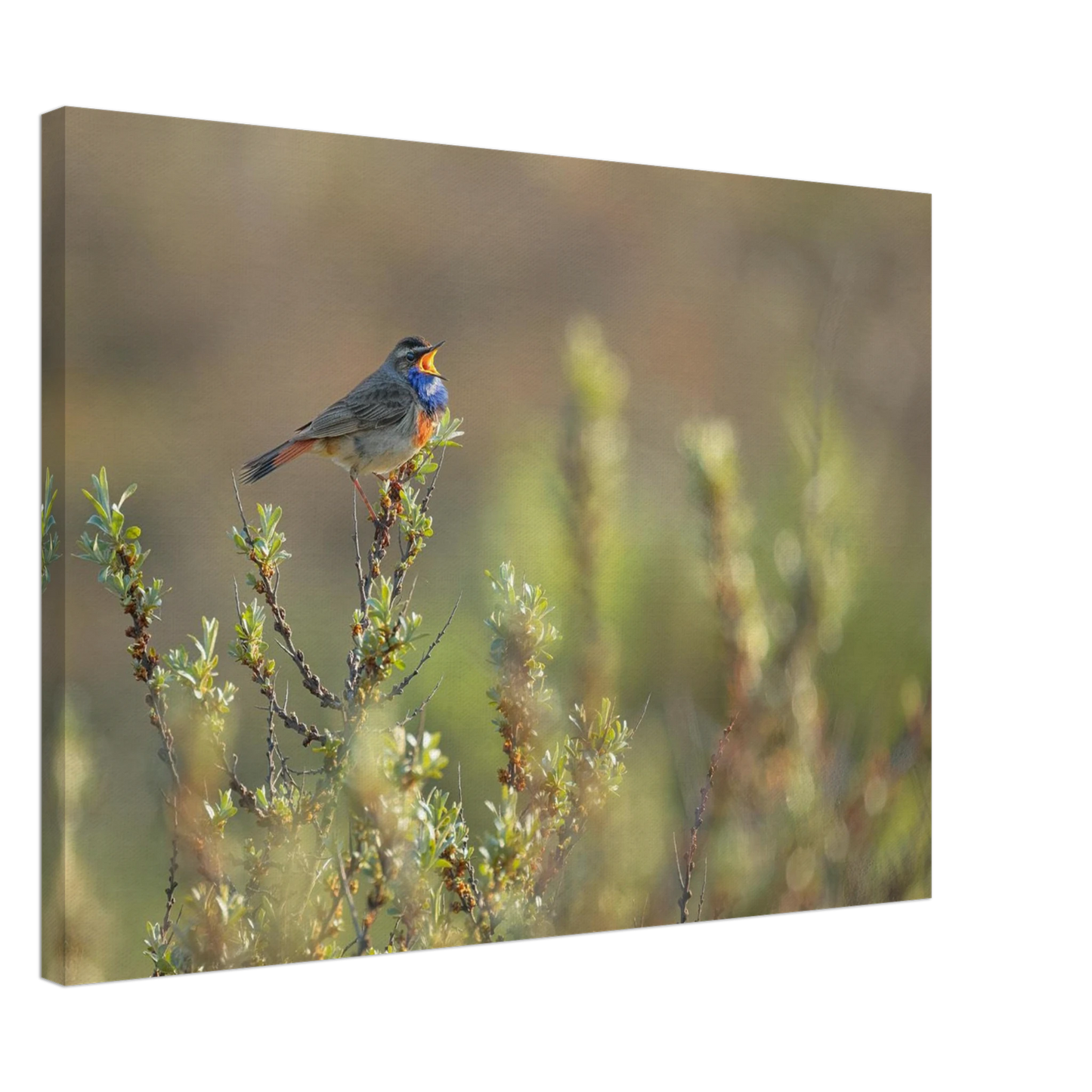 Wandbild singendes blaukehlchen lebendige naturfotografie als wandbild in verschiedenen groessen