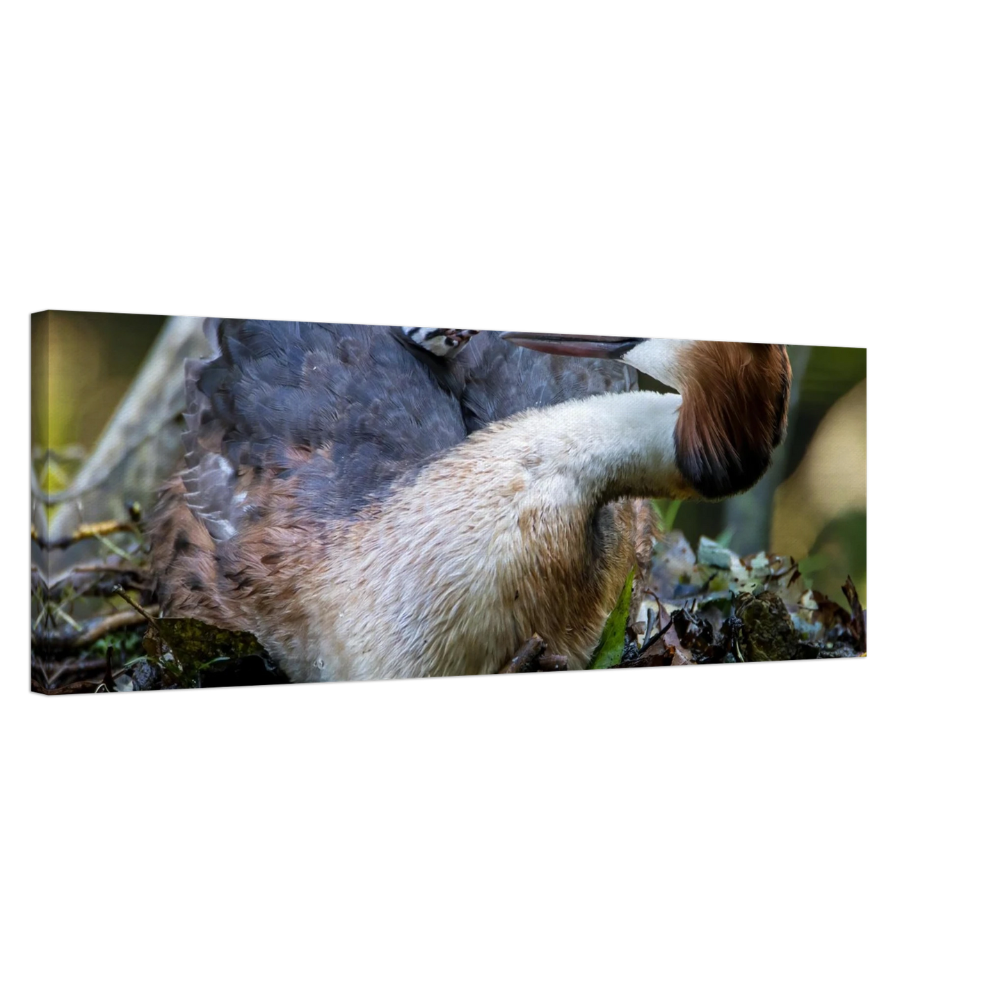 Wandbild zaertliche grosse haubentaucher familie naturgetreuer kunstdruck in ihrer wunschgroesse