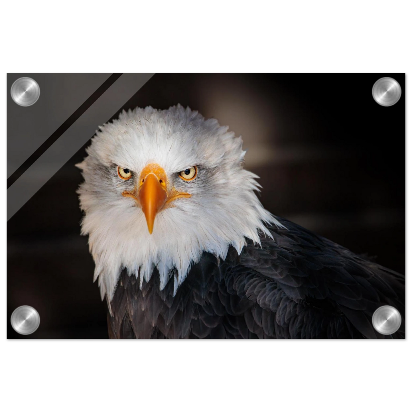 Wandbild majestaetischer adler ausdrucksstarke tierfotografie fuer ihr zuhause in vielen groessen erhaeltlich