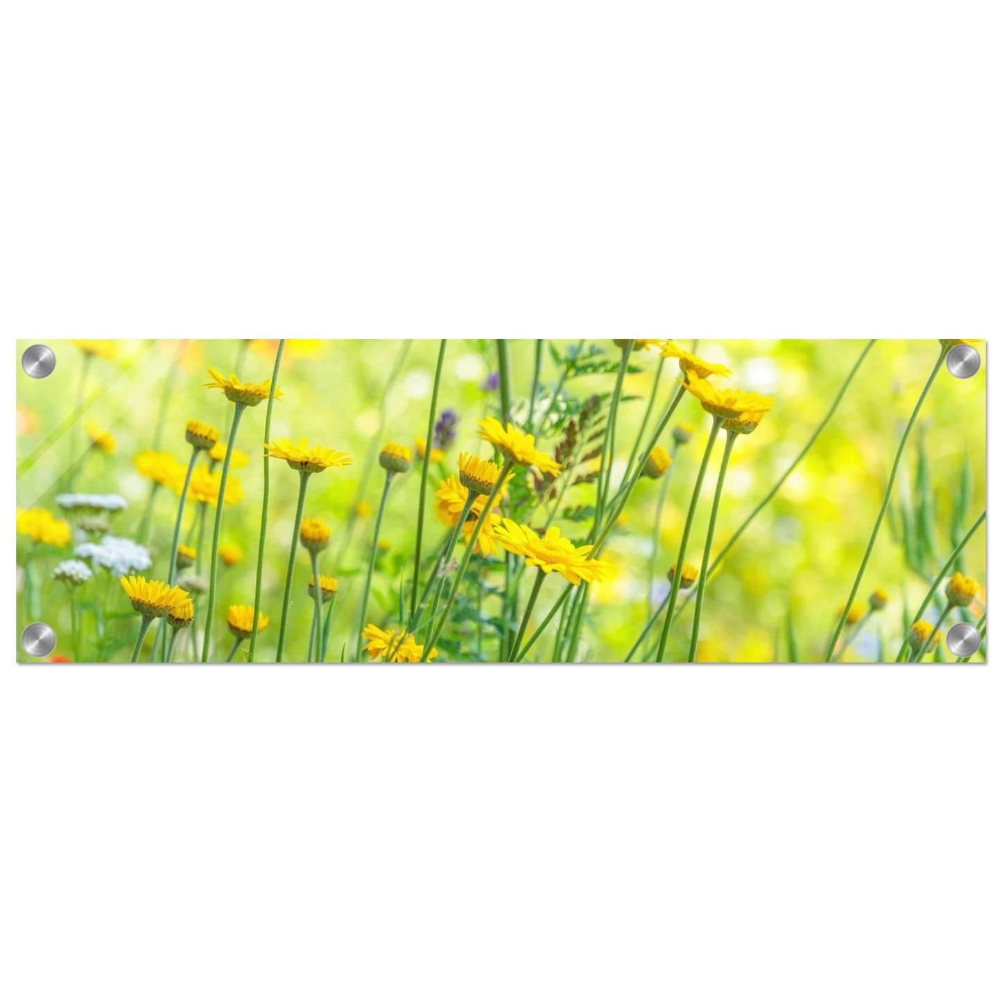 Wandbild sunshine meadow lebendiger blumen druck in verschiedenen groessen