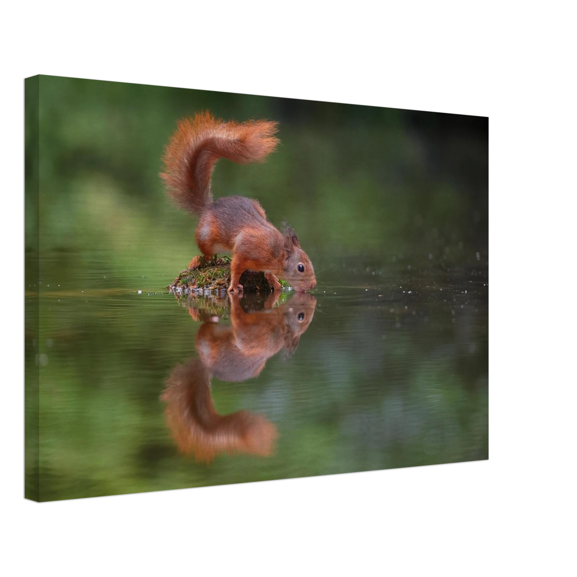 Wandbild durstiges eichhoernchen eine ruhige reflexion in der natur erhaeltlich in vielen groessen