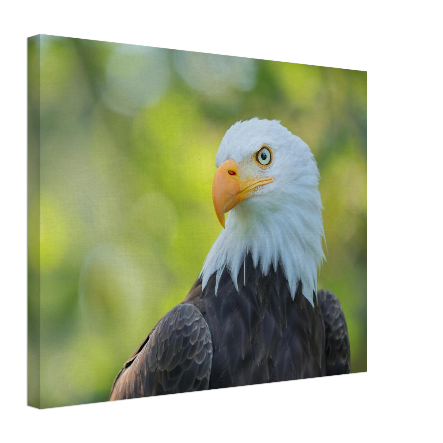 Wandbild majestaetischer weisskopfseeadler eine ode an die freiheit in ihrer wunschgroesse