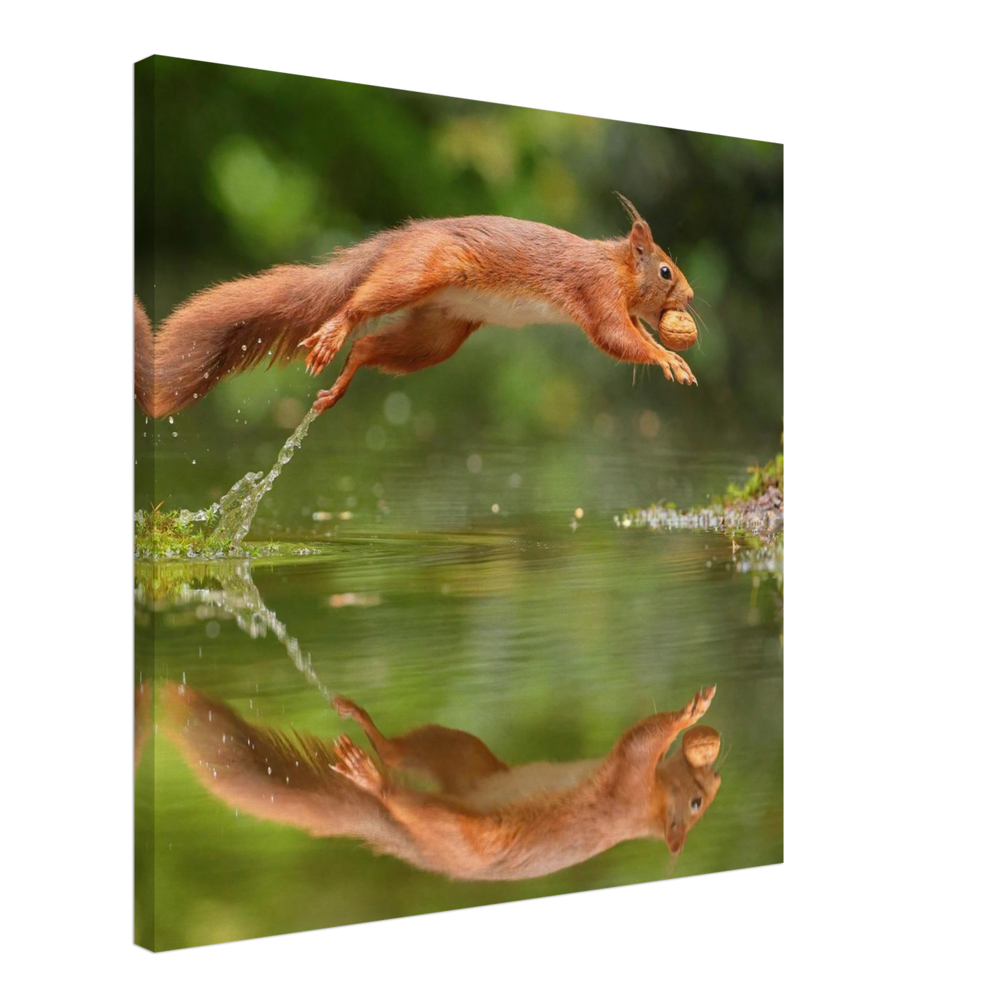 Wandbild Wandkunst eichhoernchens freudensprung dynamische naturkunst fuer ihr zuhause erhaeltlich in mehreren groessen