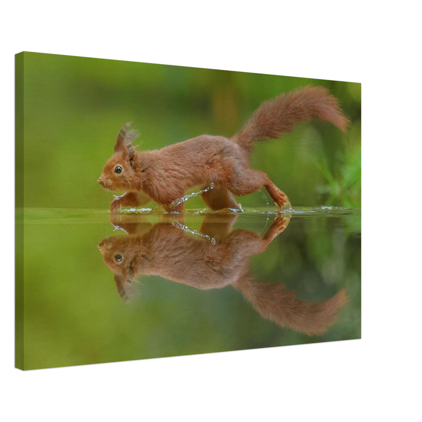 Wandbild eichhoernchen tanz eichhoernchen kunst fuer zuhause in ihrer wunschgroesse