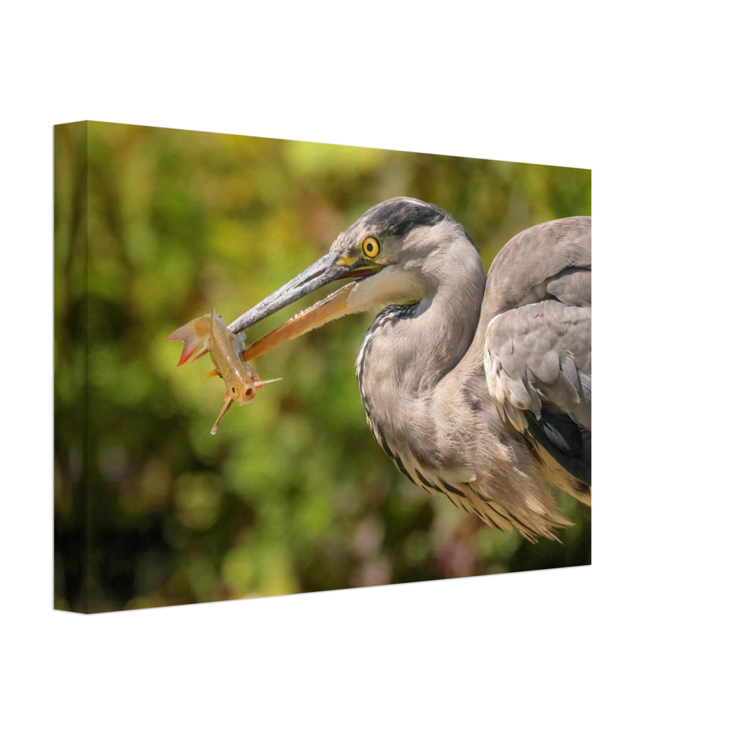 Wandbild graureiher mit fisch ein faszinierender moment in der natur verfuegbar in ihrer wunschgroesse