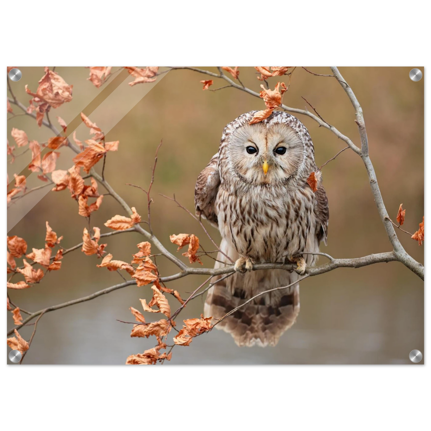 Wandbild majestaetische eule im herbstlaub einblick in die wildnis in verschiedenen groessen