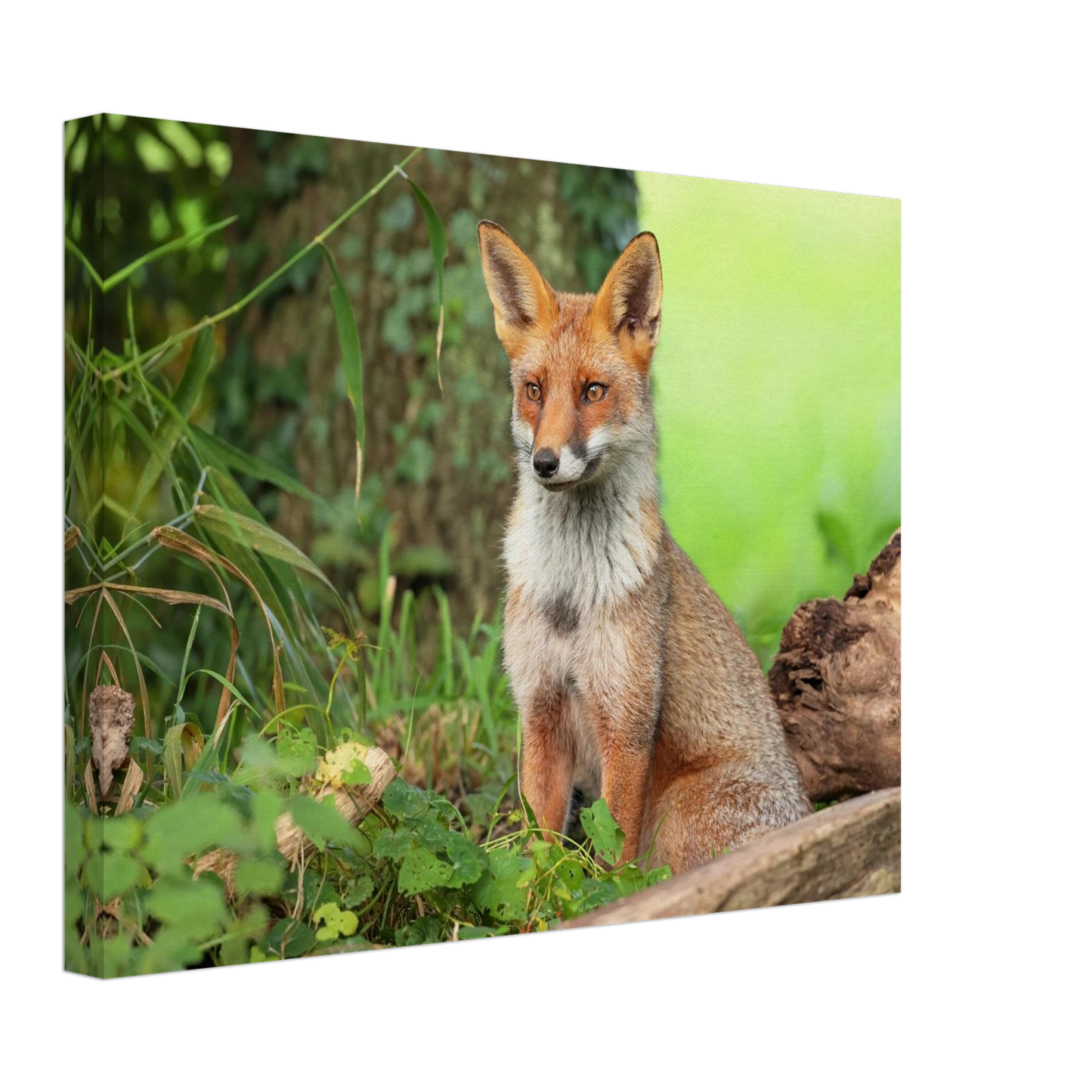 Wandbild majestaetischer rotfuchs ein augenblick der ruhe in der natur erhaeltlich in zahlreichen groessen