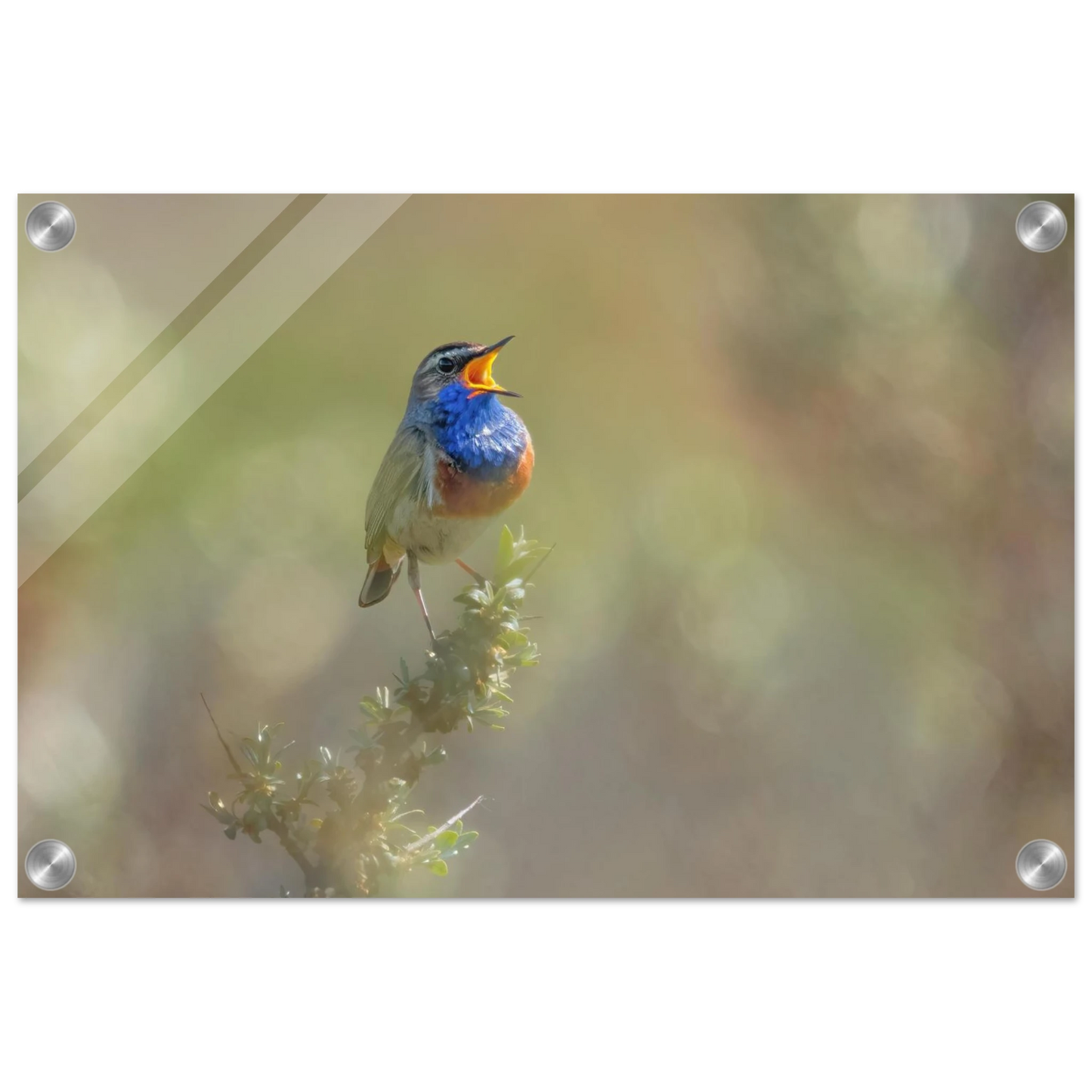 Wandbild singvogel in blautoenen lebendige vogelkunst fuer ihr zuhause in ihrer wunschgroesse