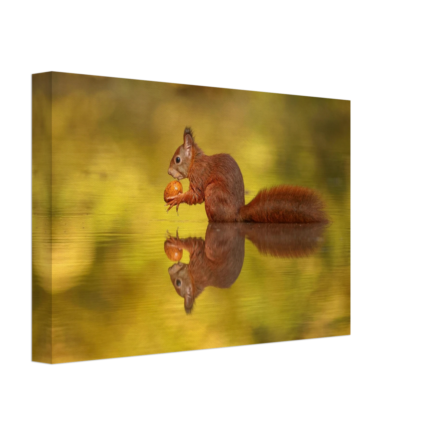 Wandbild eichhoernchen im goldenen herbstlicht lebendige tierfotografie fuer ihre wand