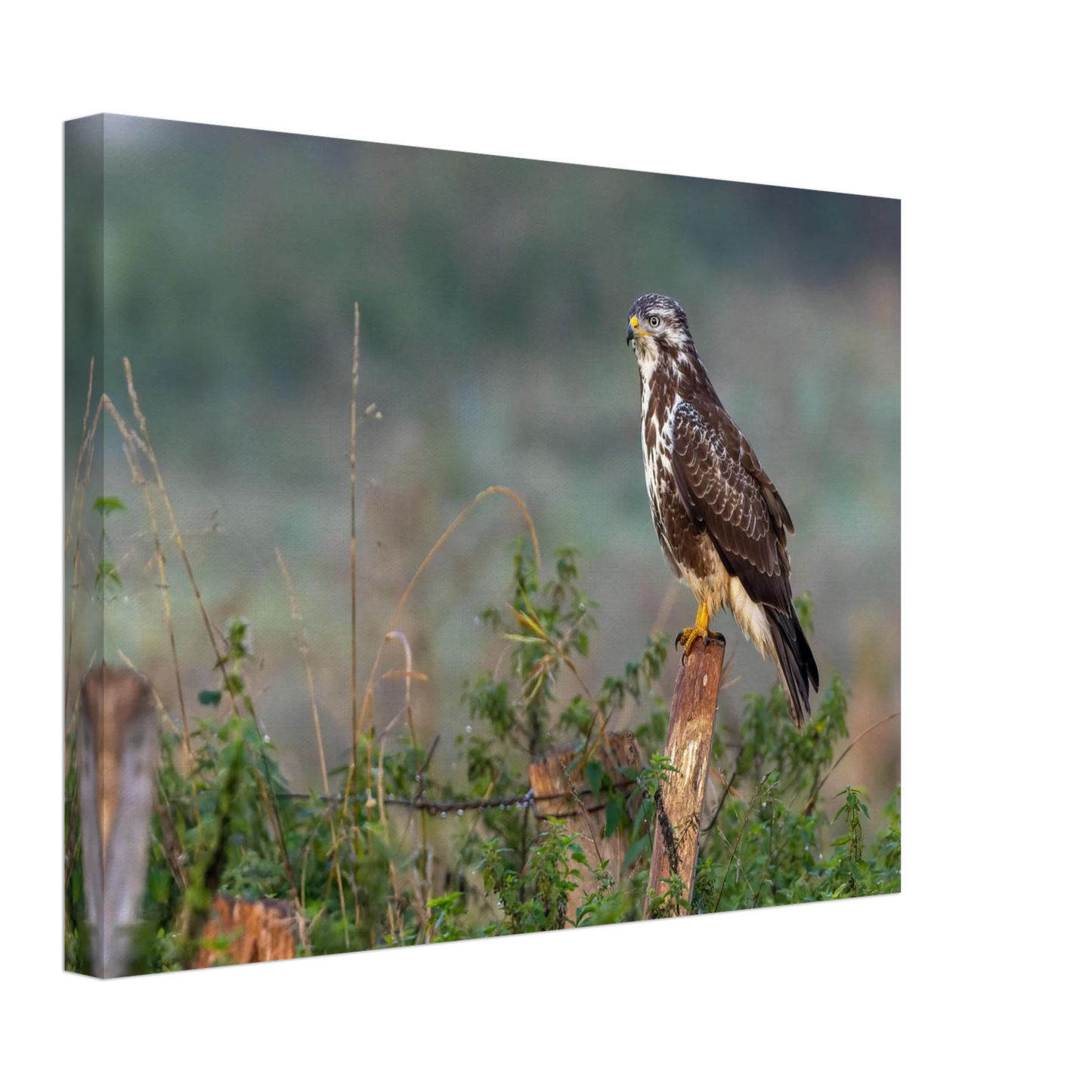 Wandbild majestaetischer bussard einblick in die wildnis auf hochglanz leinwand