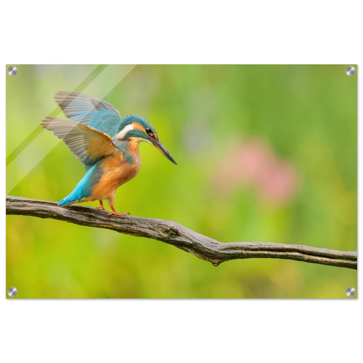 Wandbild eisvogel leuchtende federpracht auf natuerlichem ast in ihrer wunschgroesse